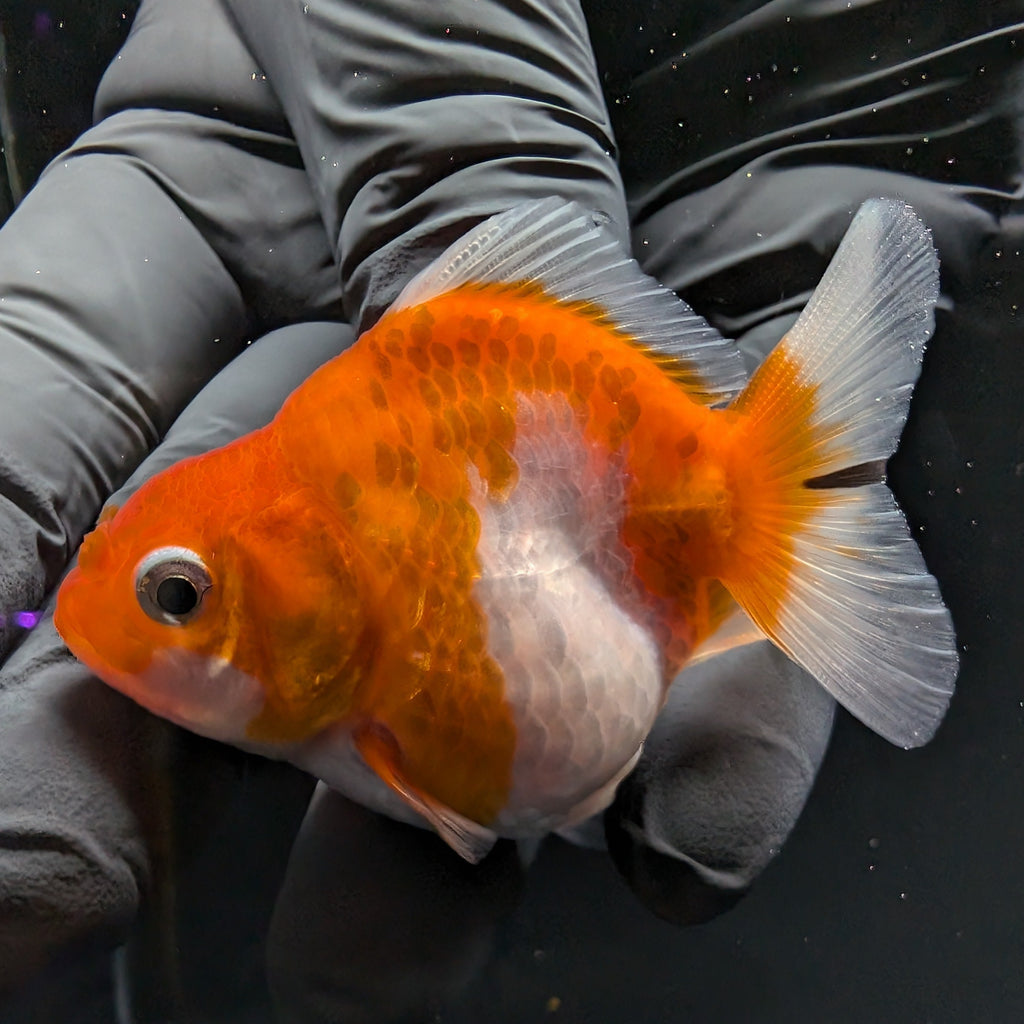 Baby Thai Shogun Oranda Red White 2"-2.5" in. ID#1016BSG11A-006
