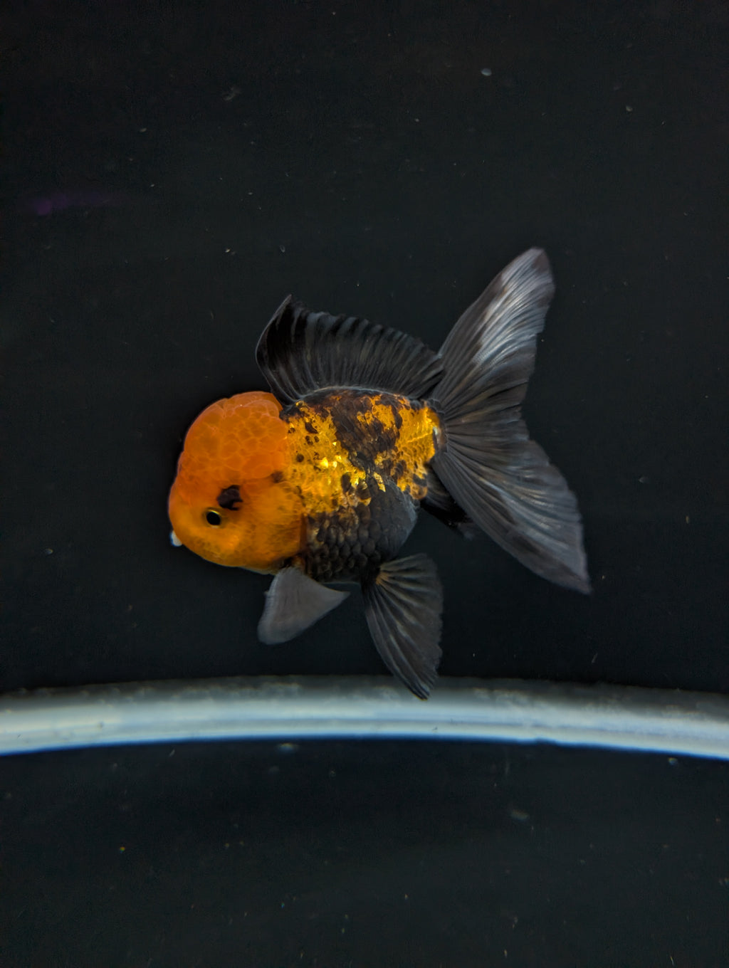 Thai Oranda Tricolor 4"-4.5"in.  ID#1023T1A-027