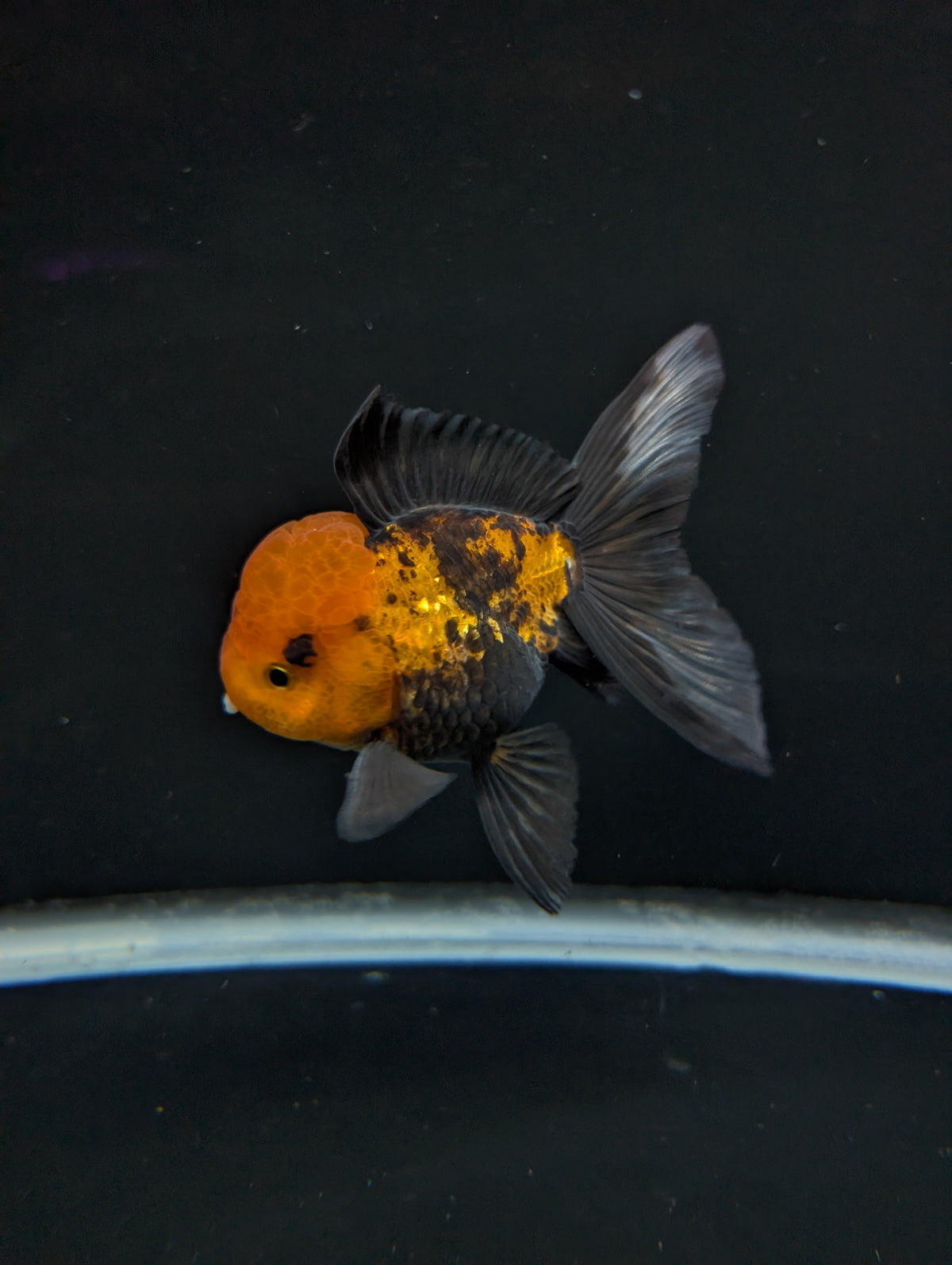 Thai Oranda Tricolor 4"-4.5"in.  ID#1023T1A-027