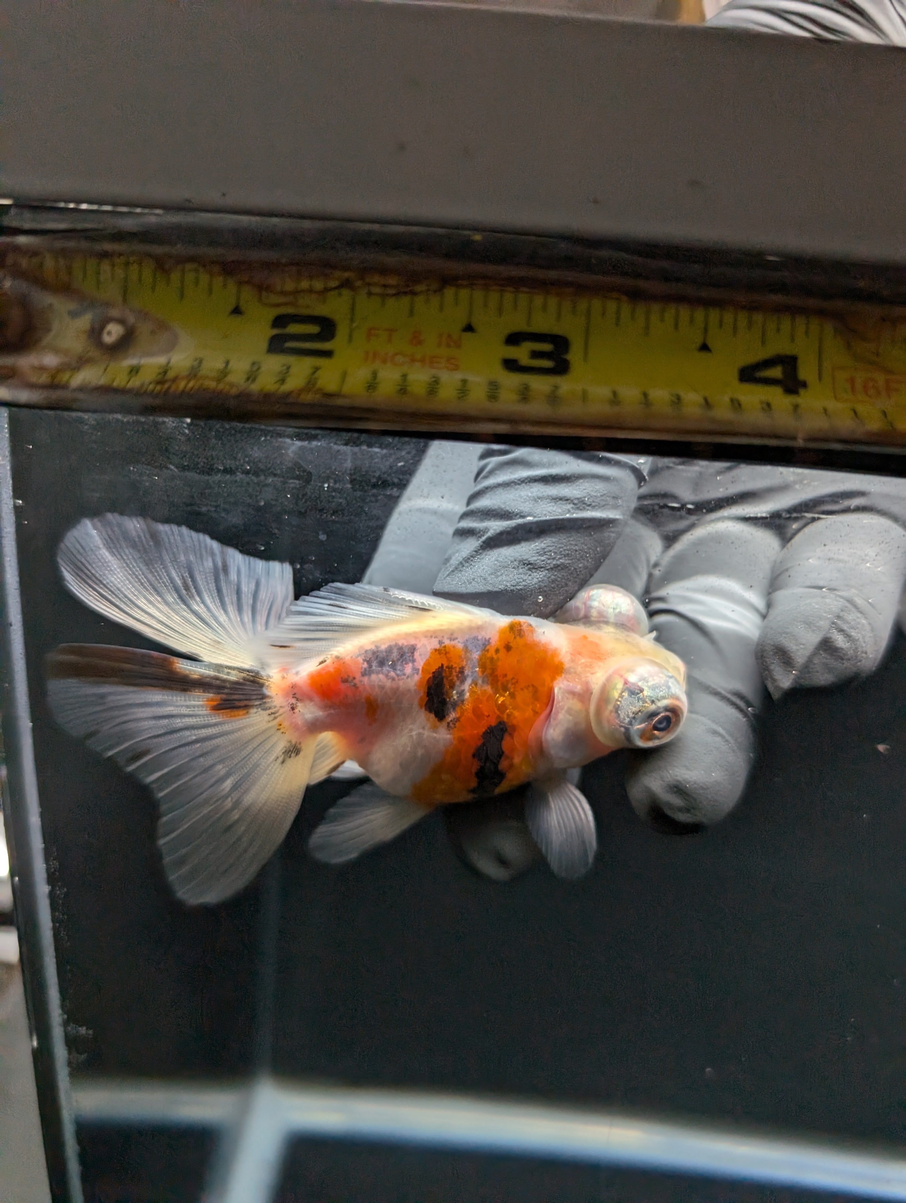 Telescope Butterfly Calico 3.5"-4" in. ID#605B6B-038