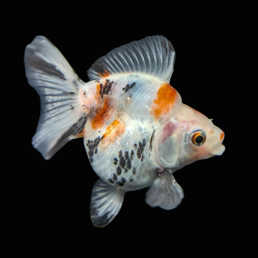 Jumbo Ryukin Short Tail Kirin Calico 4"-4.5" in. ID#4245B-001