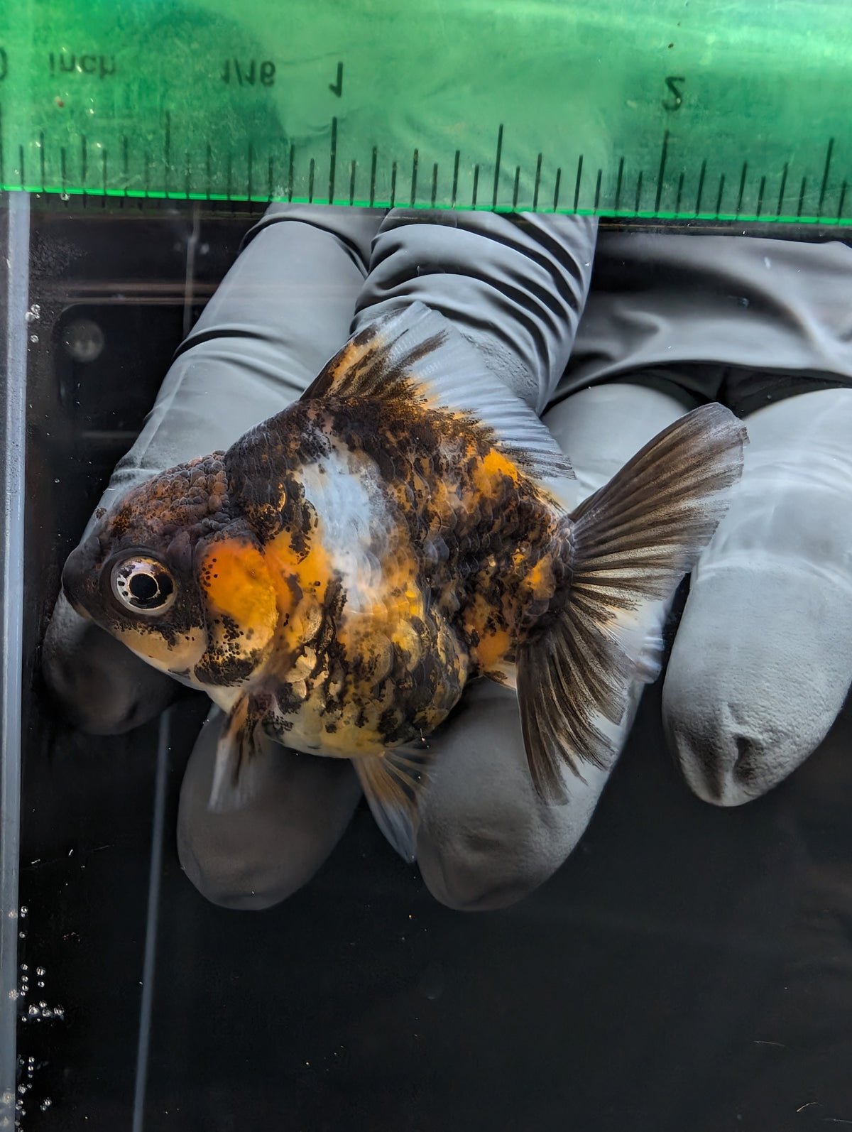 Baby Thai Shogun Oranda Tiger Calico 2"-2.5" in. ID#1023BSG11A-030