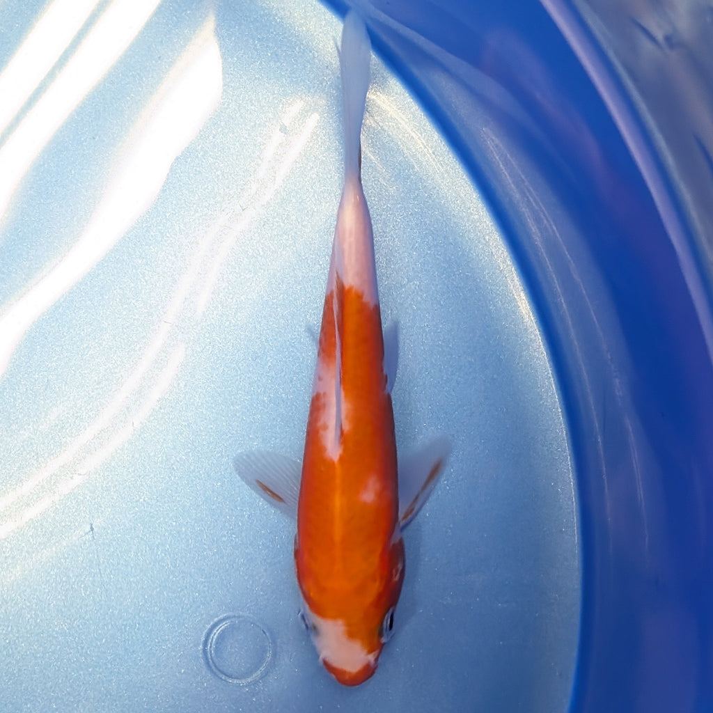 Kohaku Koi  4"in. ID#806BFK-023