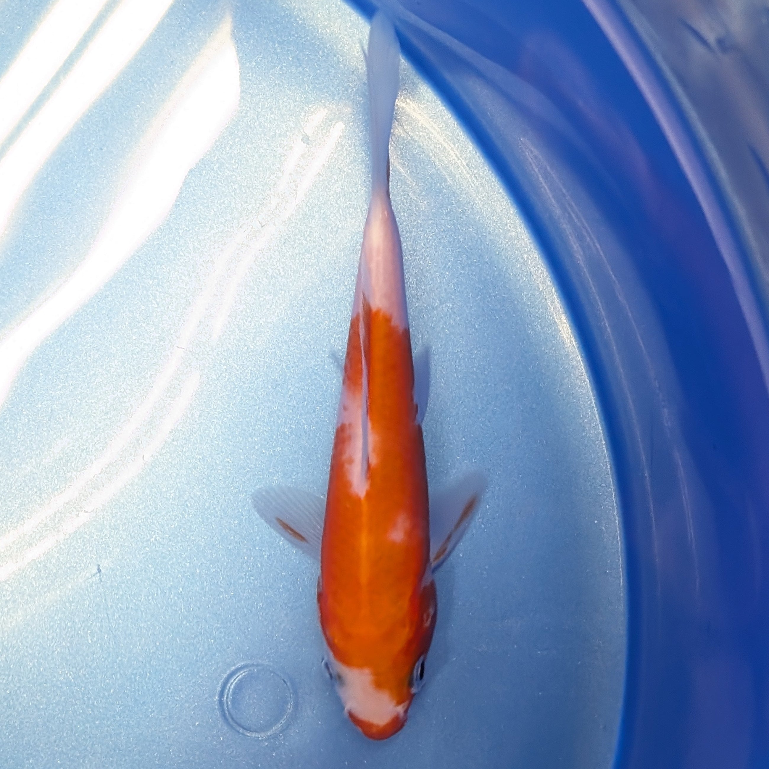 Kohaku Koi  4"in. ID#806BFK-023