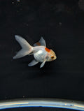 Juvenile Oranda  Red White 3"-3.5"in.  ID#619T1A-006