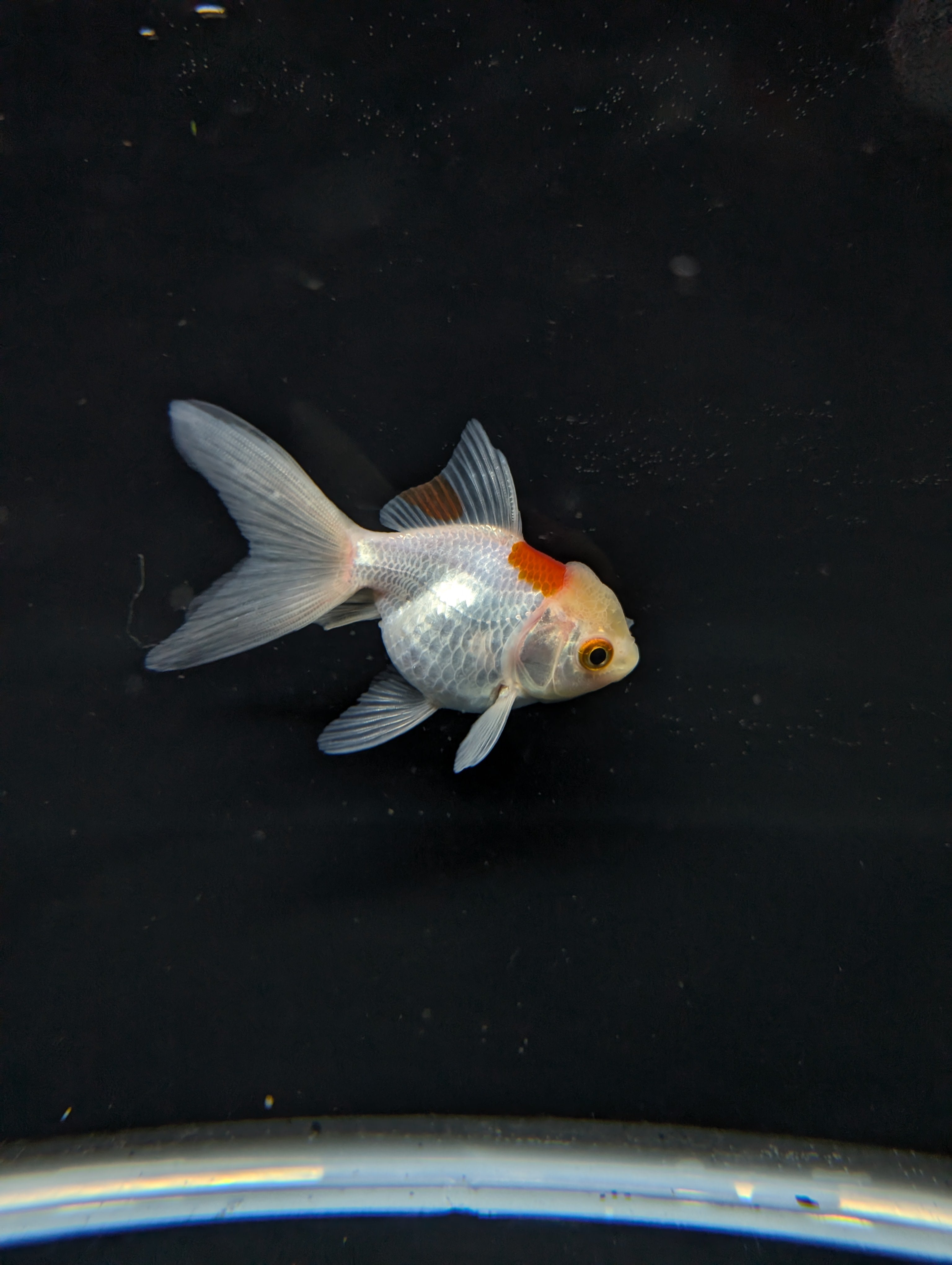 Juvenile Oranda  Red White 3"-3.5"in.  ID#619T1A-006