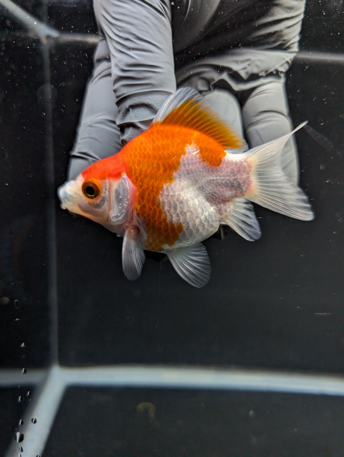 Tamasaba Red White 3"-3.5" in. ID#1009TM1B-012