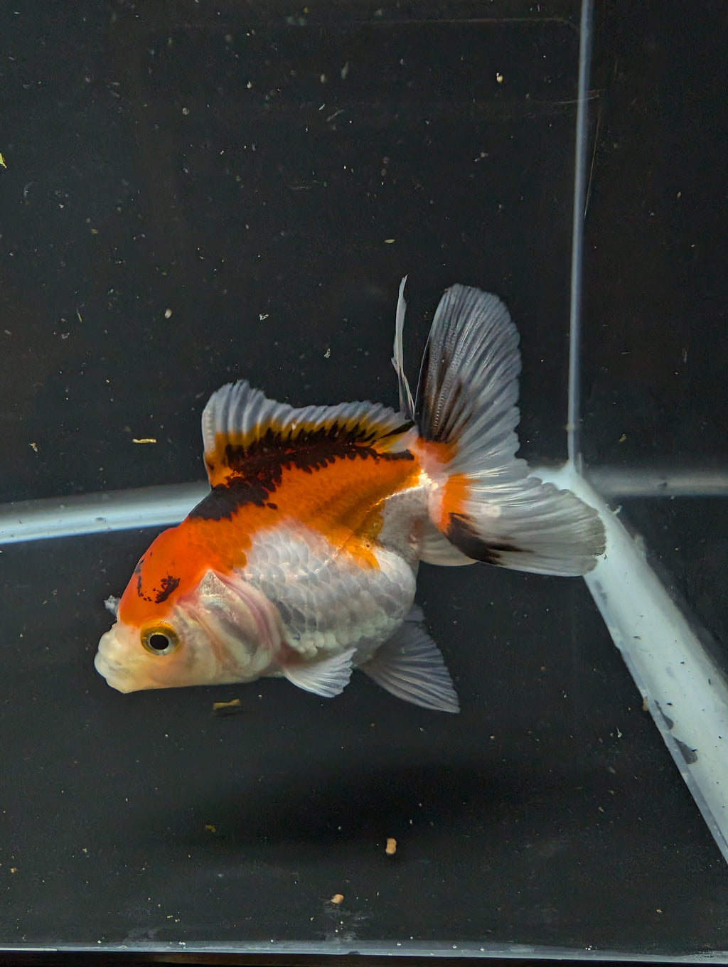 Thai Juvenile Oranda Tricolor 3"-3.5" in.  ID#626T1A-004