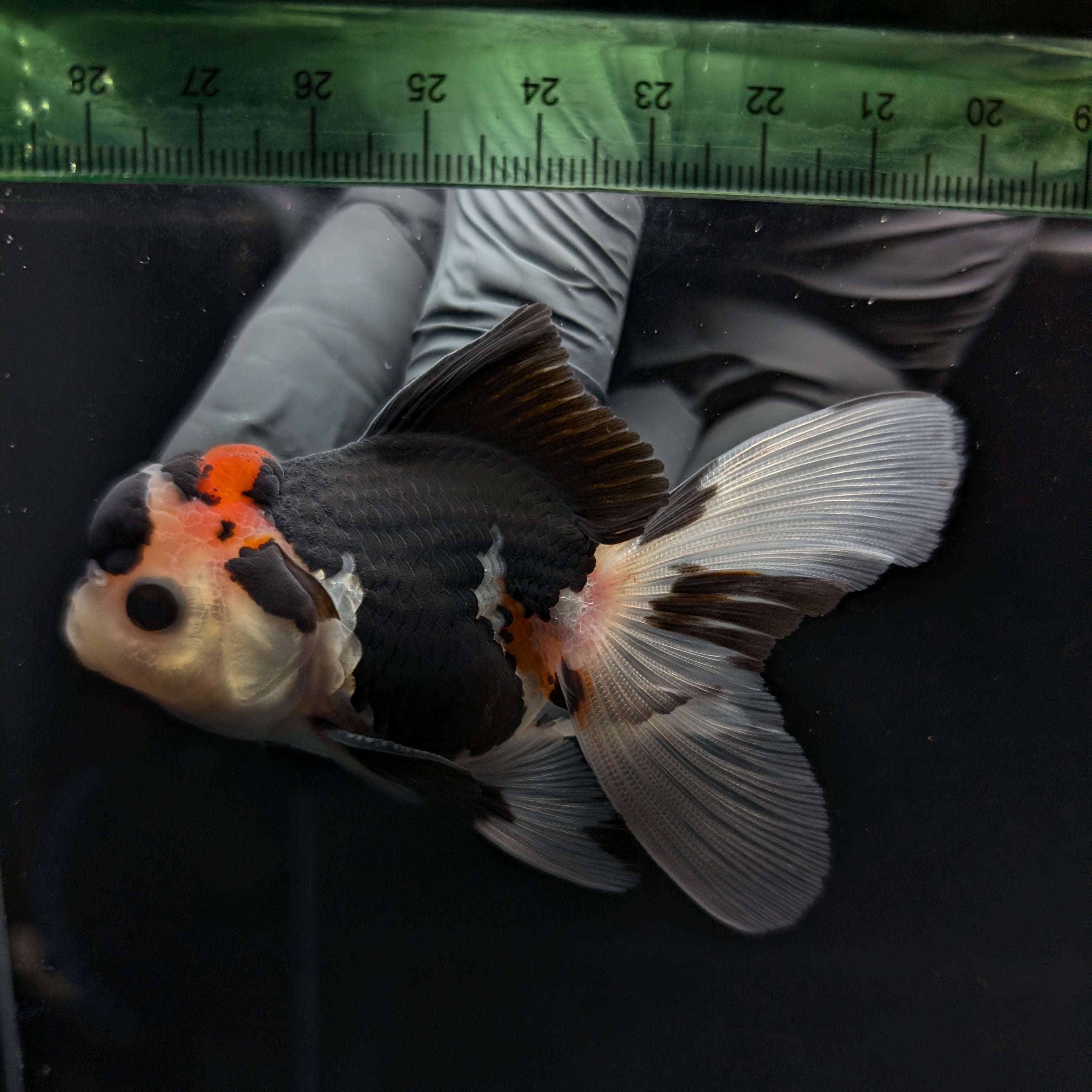Thai Juvenile Oranda Tricolor 3.5"-4"in.  ID#731T1A-053