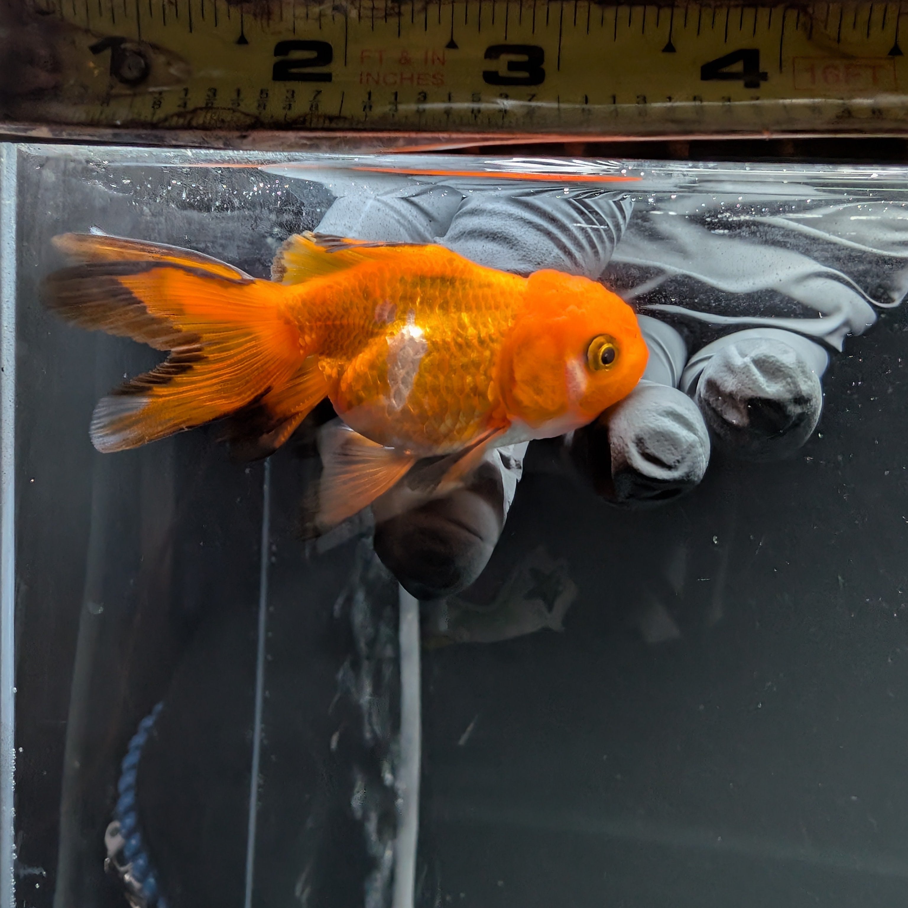 Juvenile Oranda Red Black 3"-3.5"in.  ID#515T2A-009