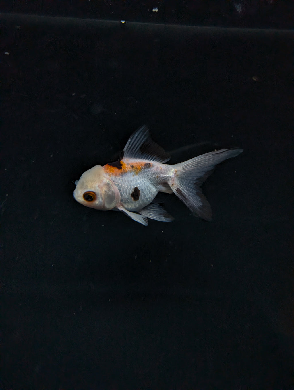 Juvenile Oranda  Tricolor 3"-3.5"in.  ID#619T1A-005