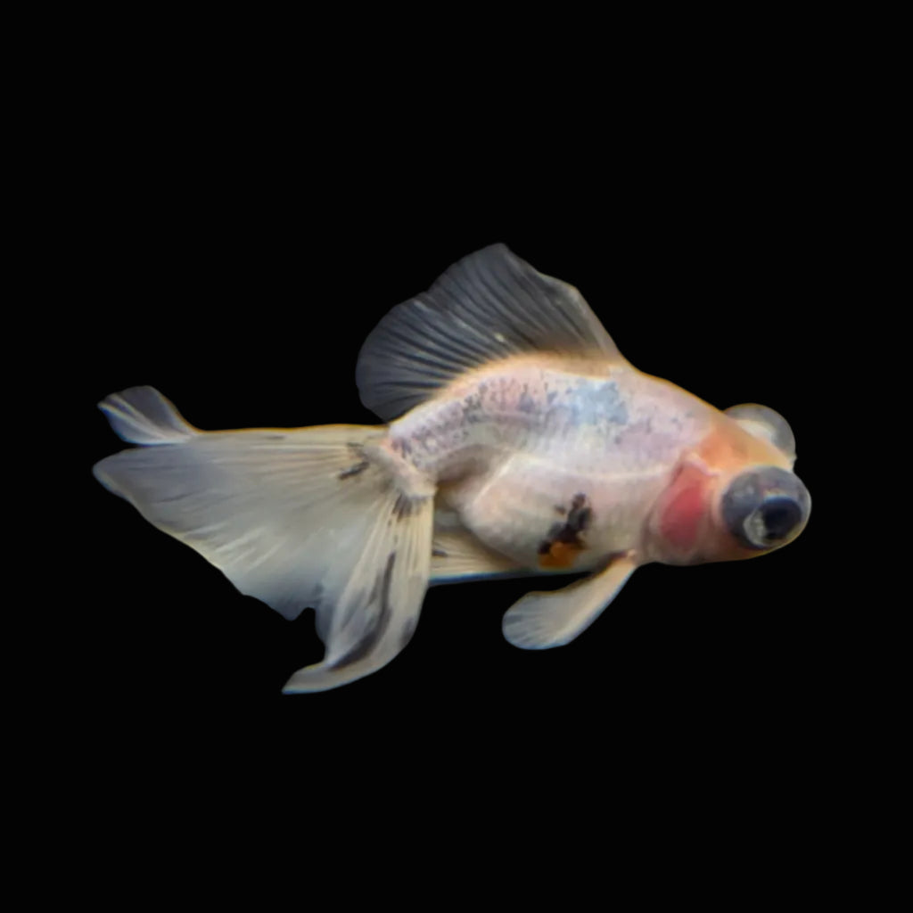 Telescope Butterfly Calico 3.5"-4" in. ID#508B4A-009