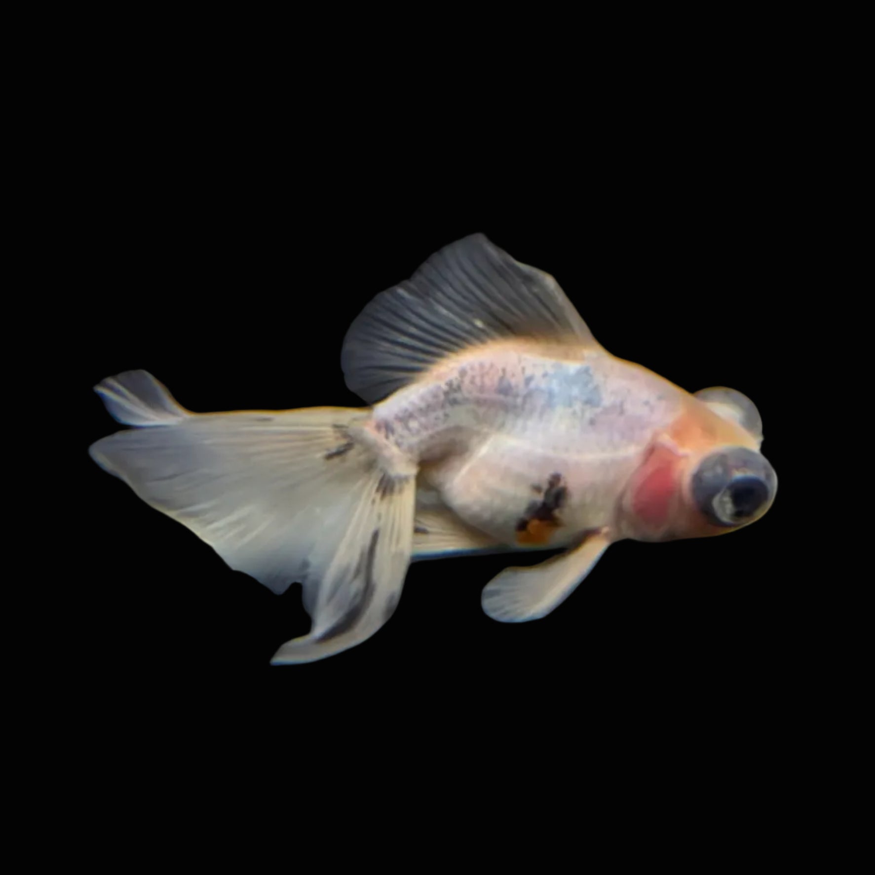 Telescope Butterfly Calico 3.5"-4" in. ID#508B4A-009