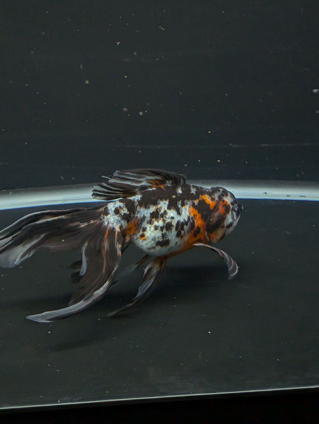 Calico Oranda 5"in. ID#821LB2A-61 Please See Notes.