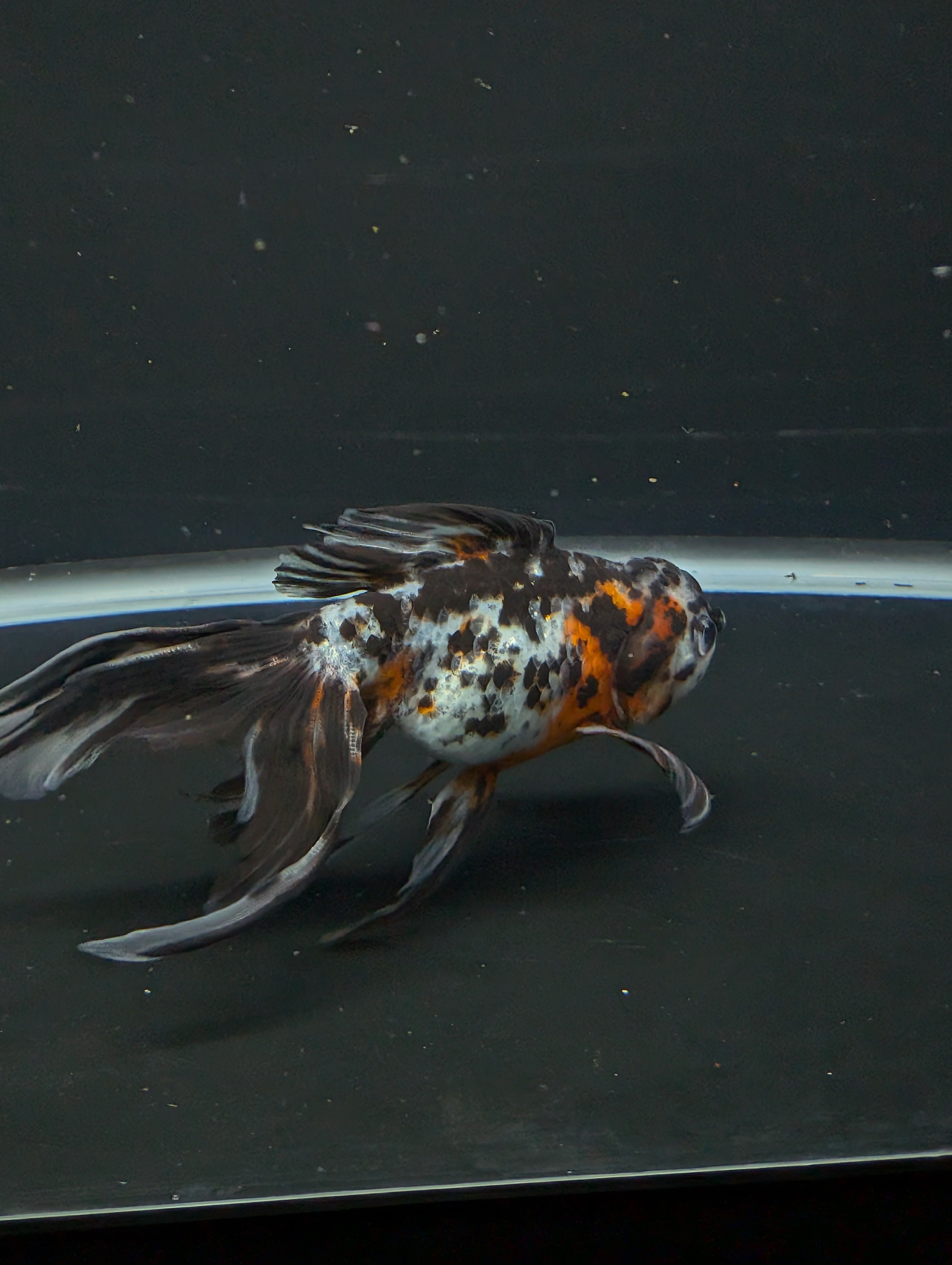 Calico Oranda 5"in. ID#821LB2A-61 Please See Notes.