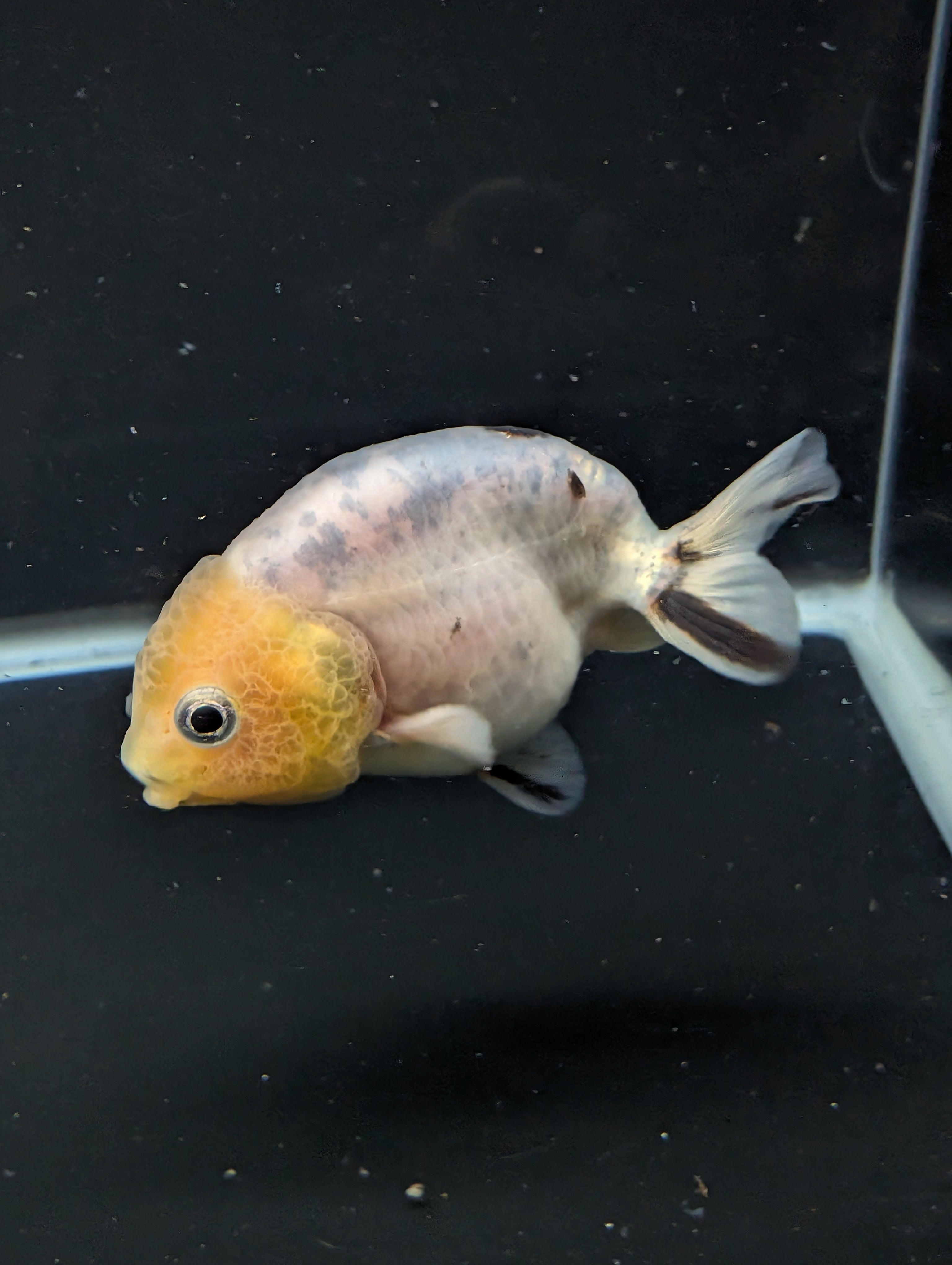 Ranchu Calico 3"-3.5" in. ID#501R13A-031