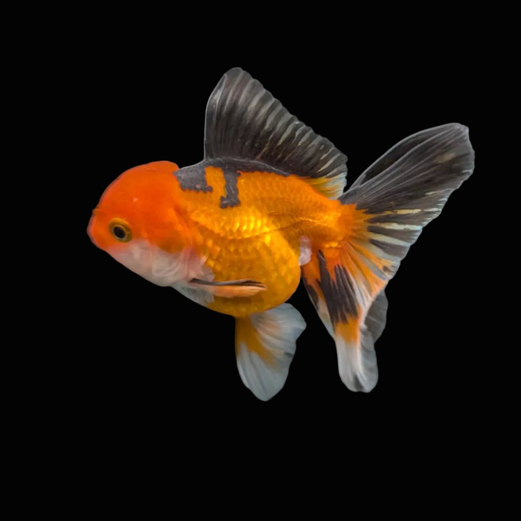 Juvenile Oranda Tricolor 3.5"-4" in.  ID#417T7A-003