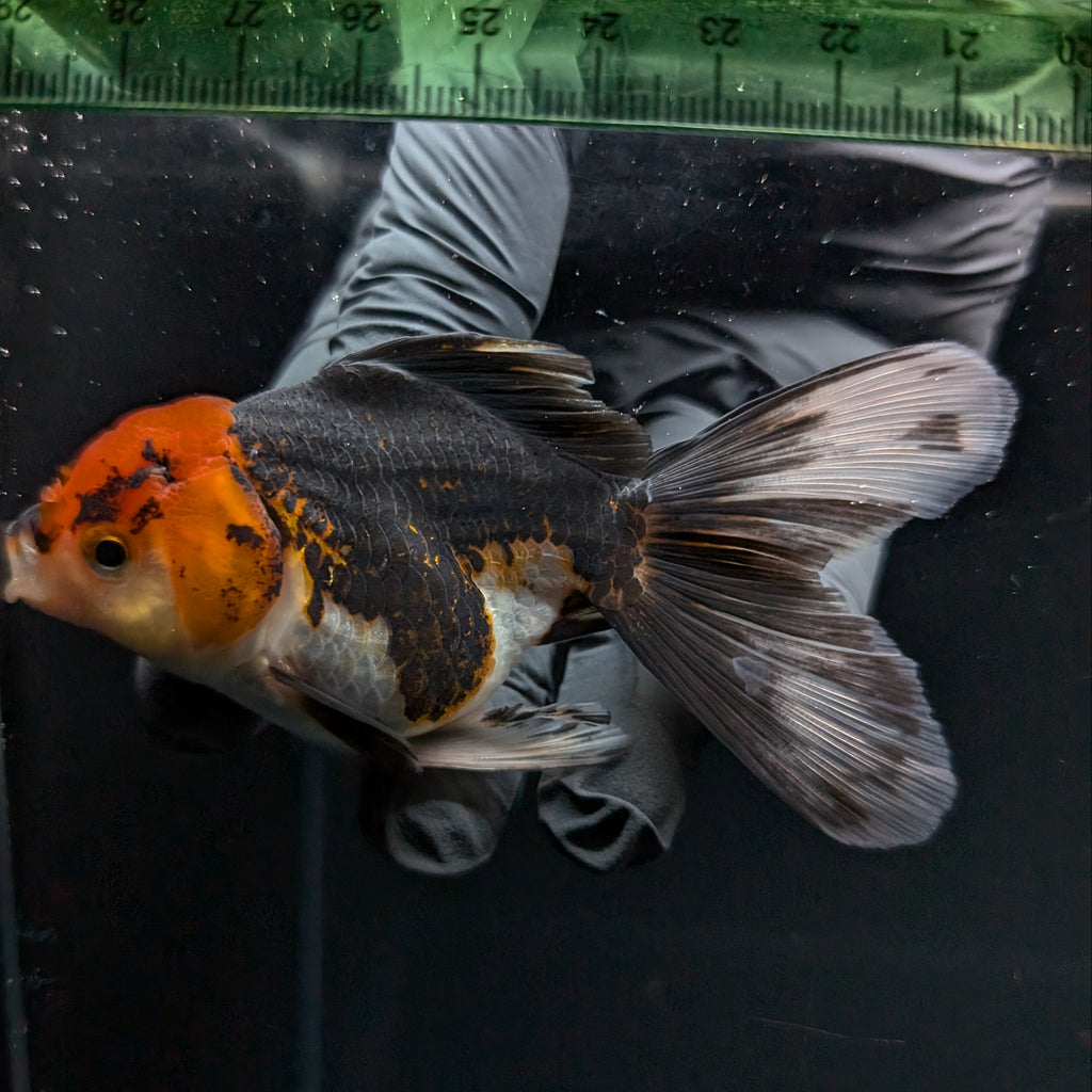 Thai Juvenile Oranda Tricolor 3.5"-4"in.  ID#724T1A-021