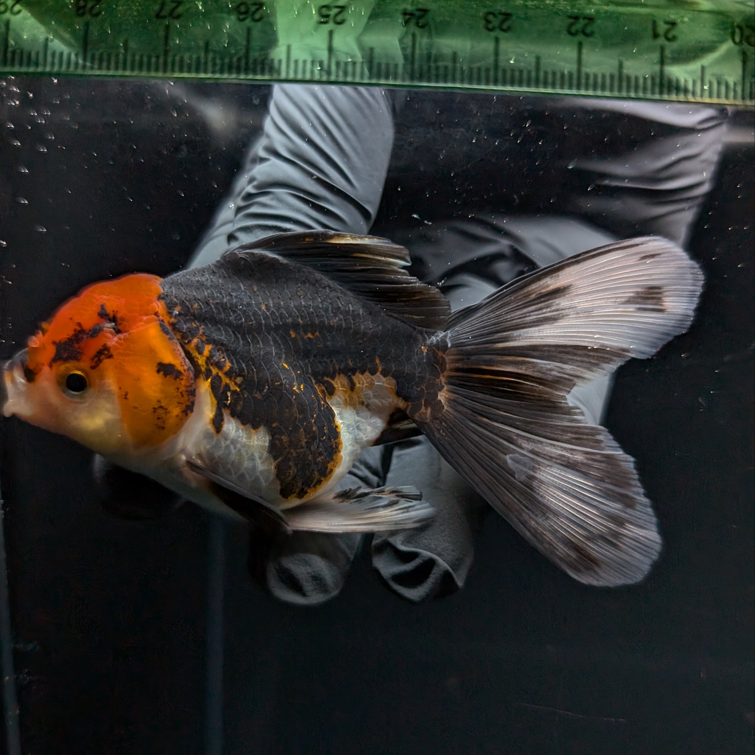 Thai Juvenile Oranda Tricolor 3.5"-4"in.  ID#724T1A-021