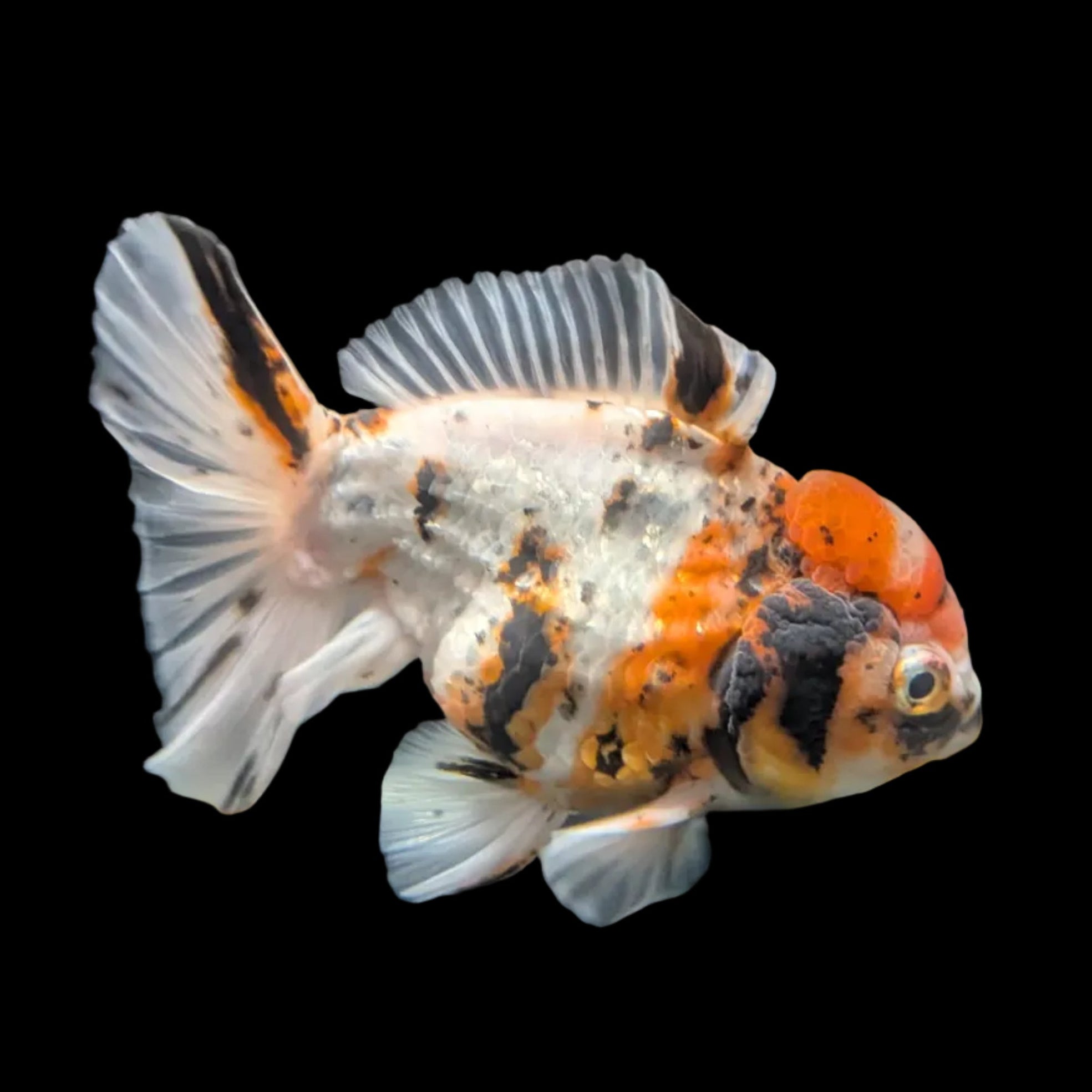 Jumbo Oranda Shogun Style Short Body Calico  5"-5.5" in. ID#130R2B-015