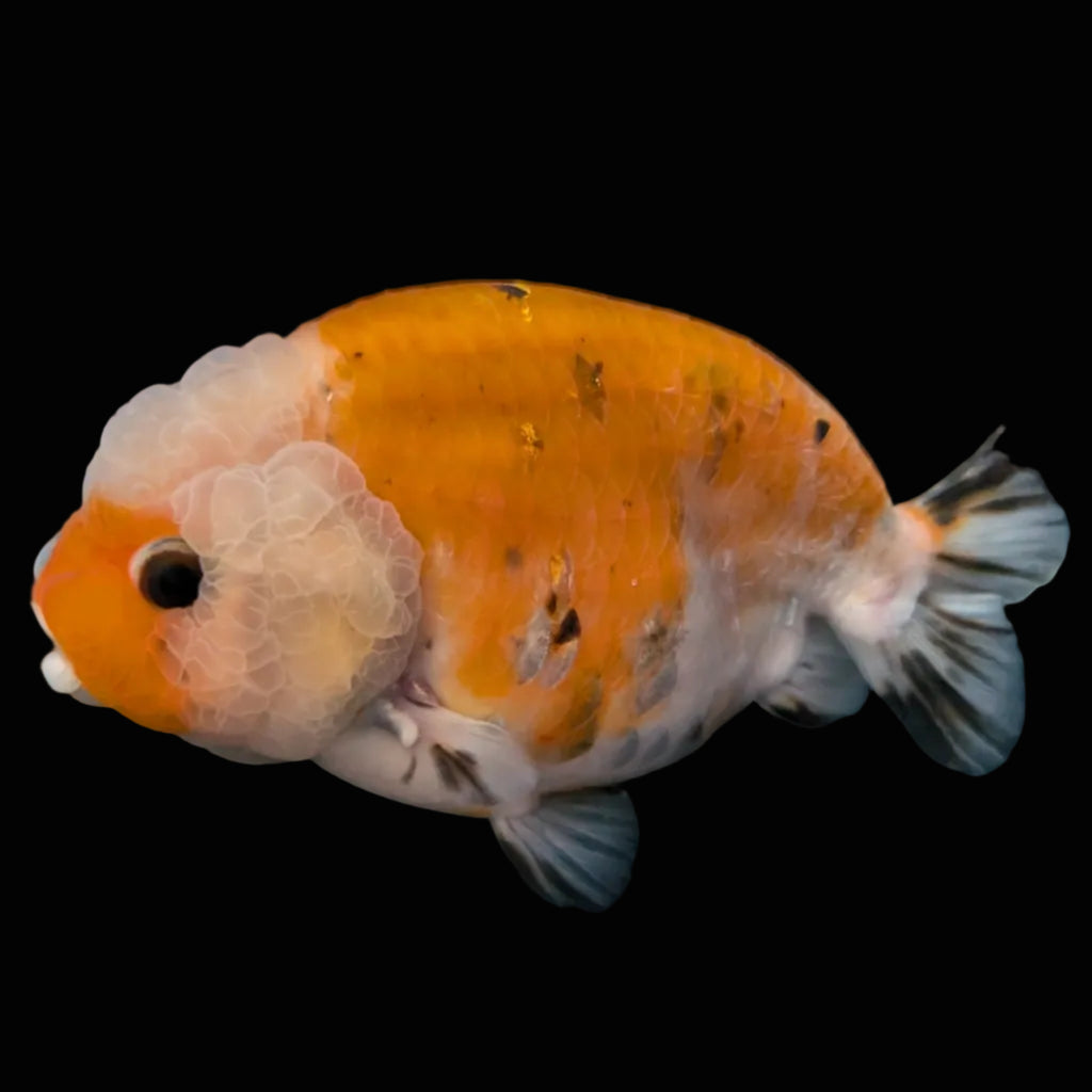 Jumbo Ranchu Sakura Calico 4.5"-5" in. ID#814R8A-022