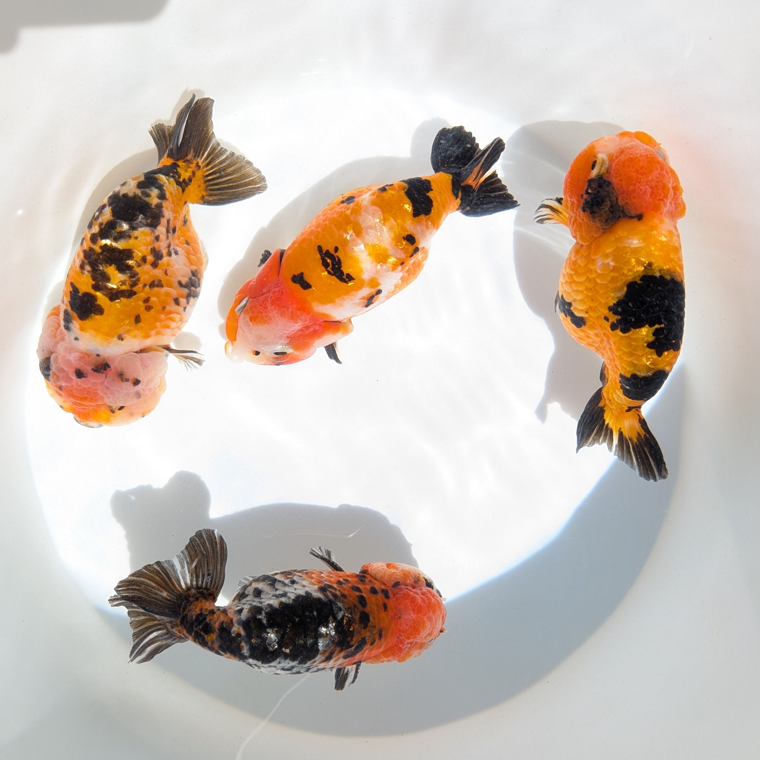 Jumbo Ranchu Calico 4.5"-5" in. ID#821R8A-032