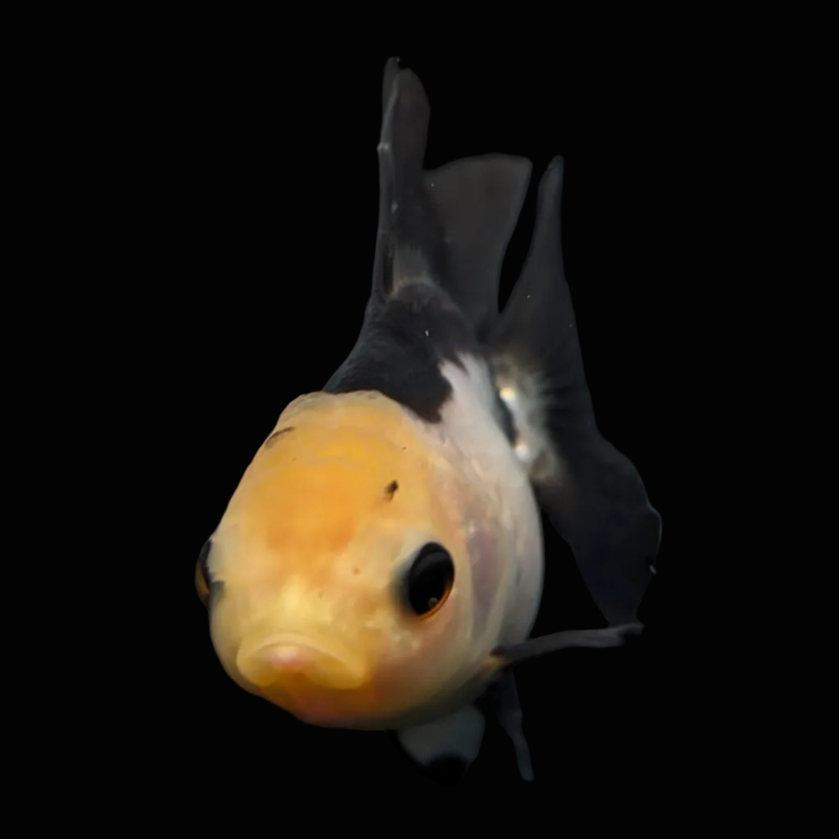 Thai Juvenile Oranda Panda 3"-3.5" in.  ID#626T1A-007