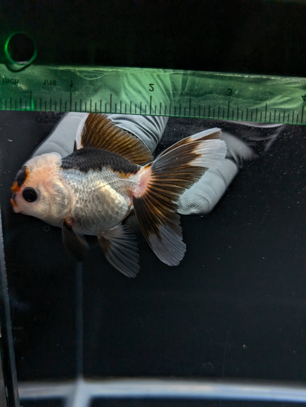 Juvenile Thai Oranda Panda 3"in.  ID#814T1A-006