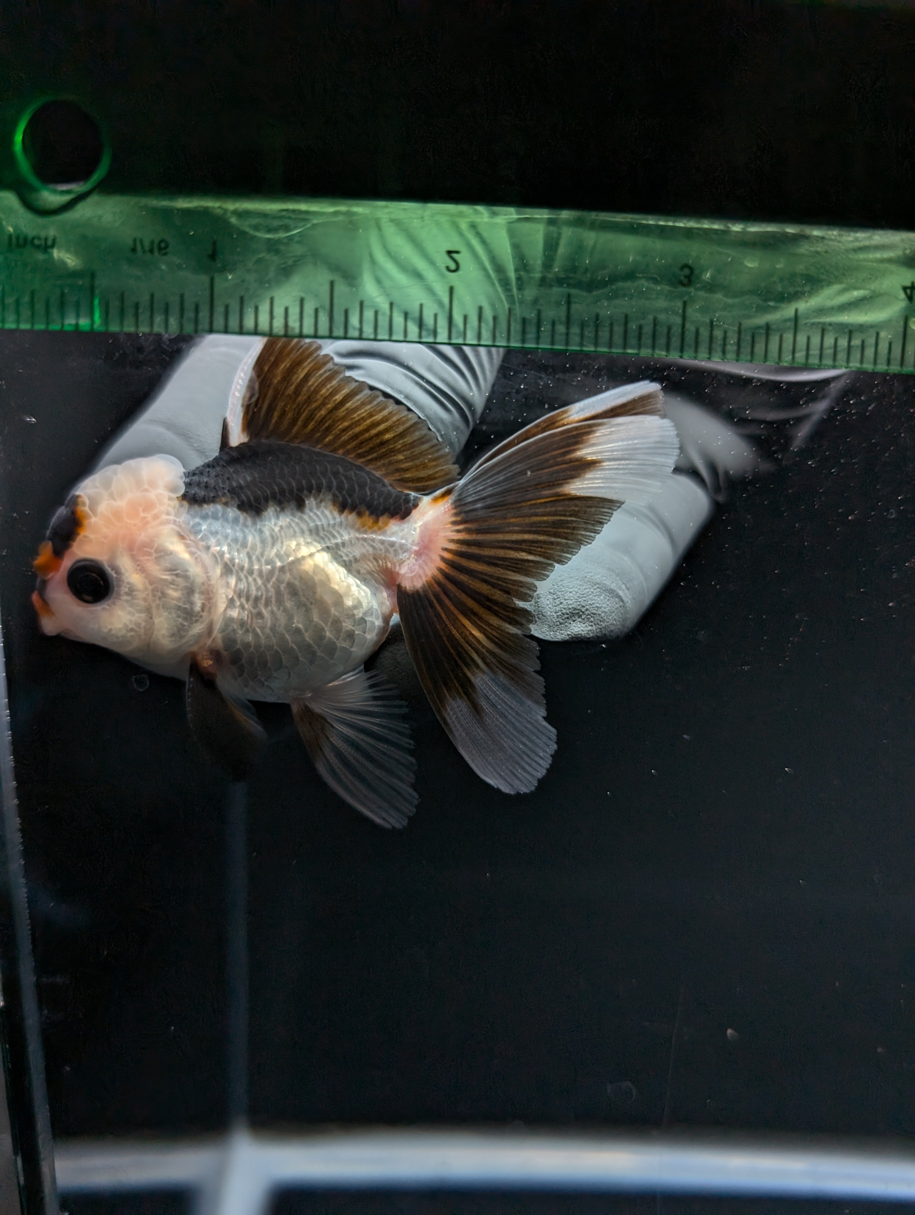 Juvenile Thai Oranda Panda 3"in.  ID#814T1A-006