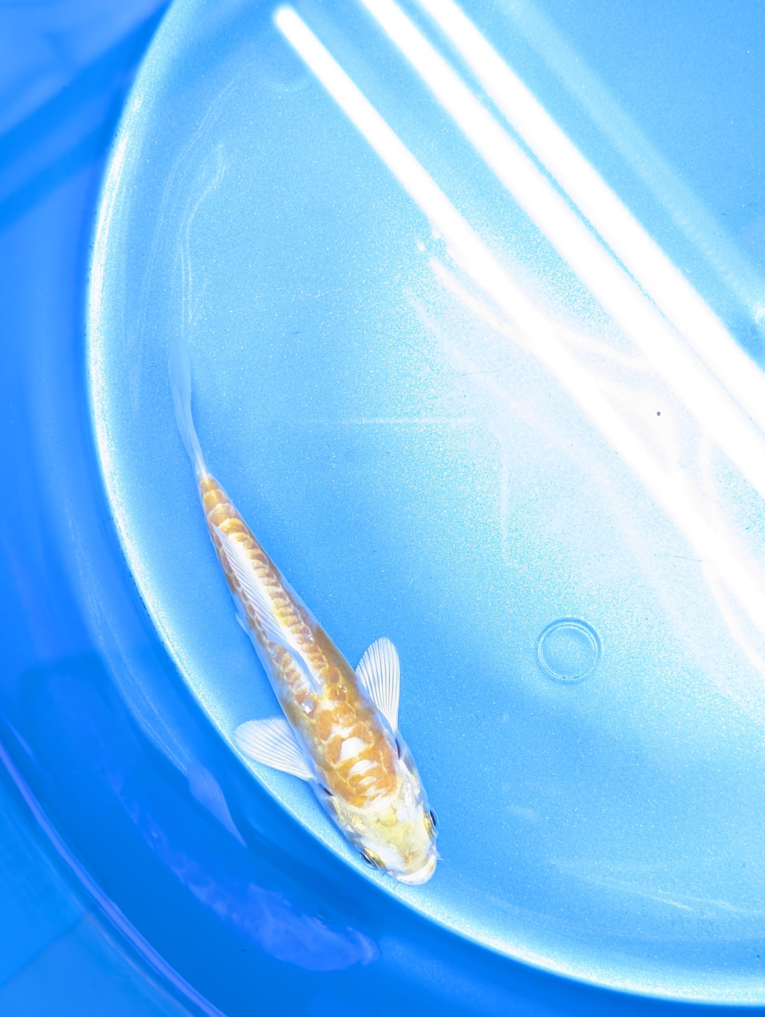 Doitsu Hariwake Koi  4"in. ID#806BFK-017