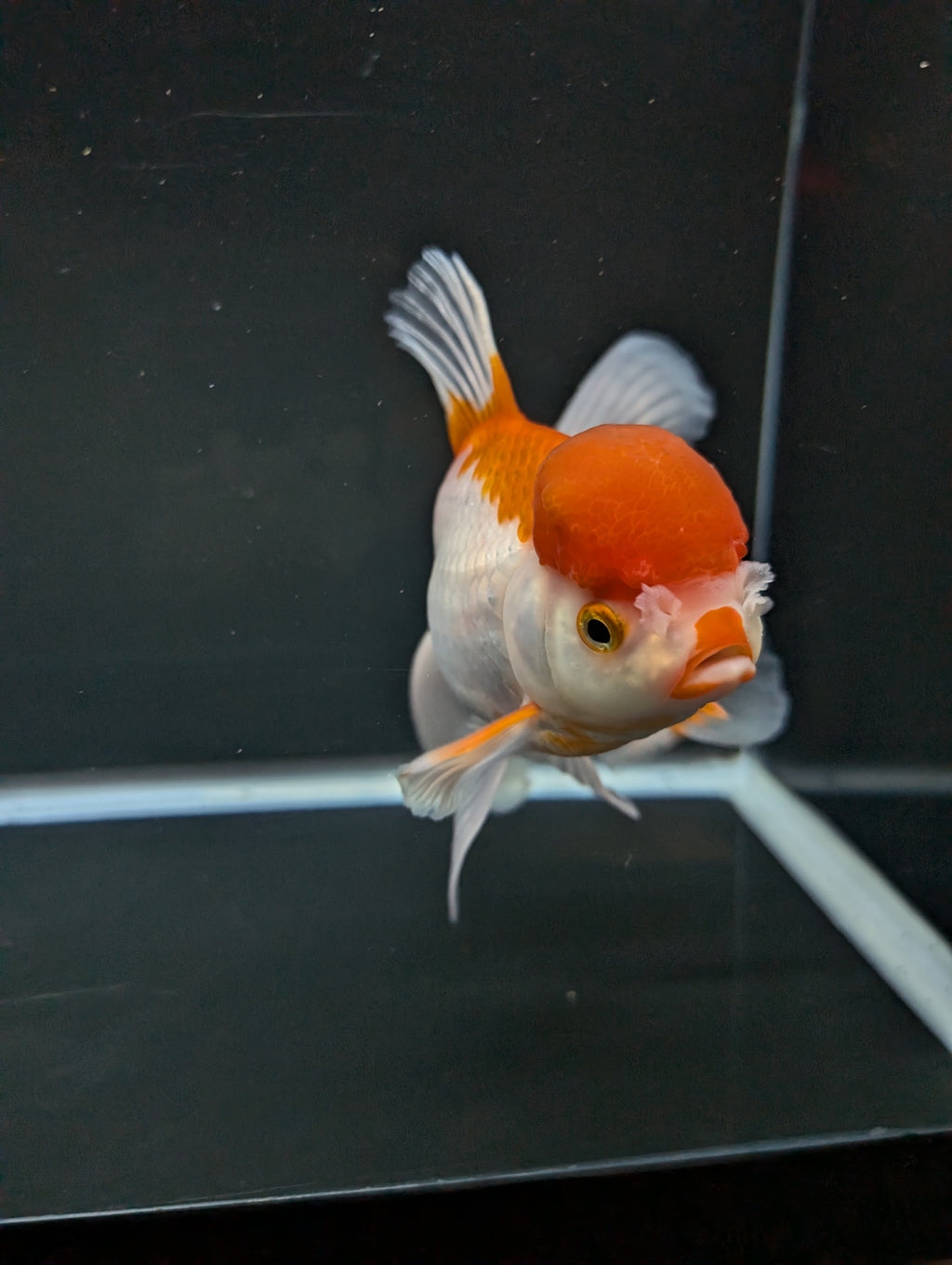 Jumbo Oranda Red White 6.5"-7"in.  ID#522T4B-001