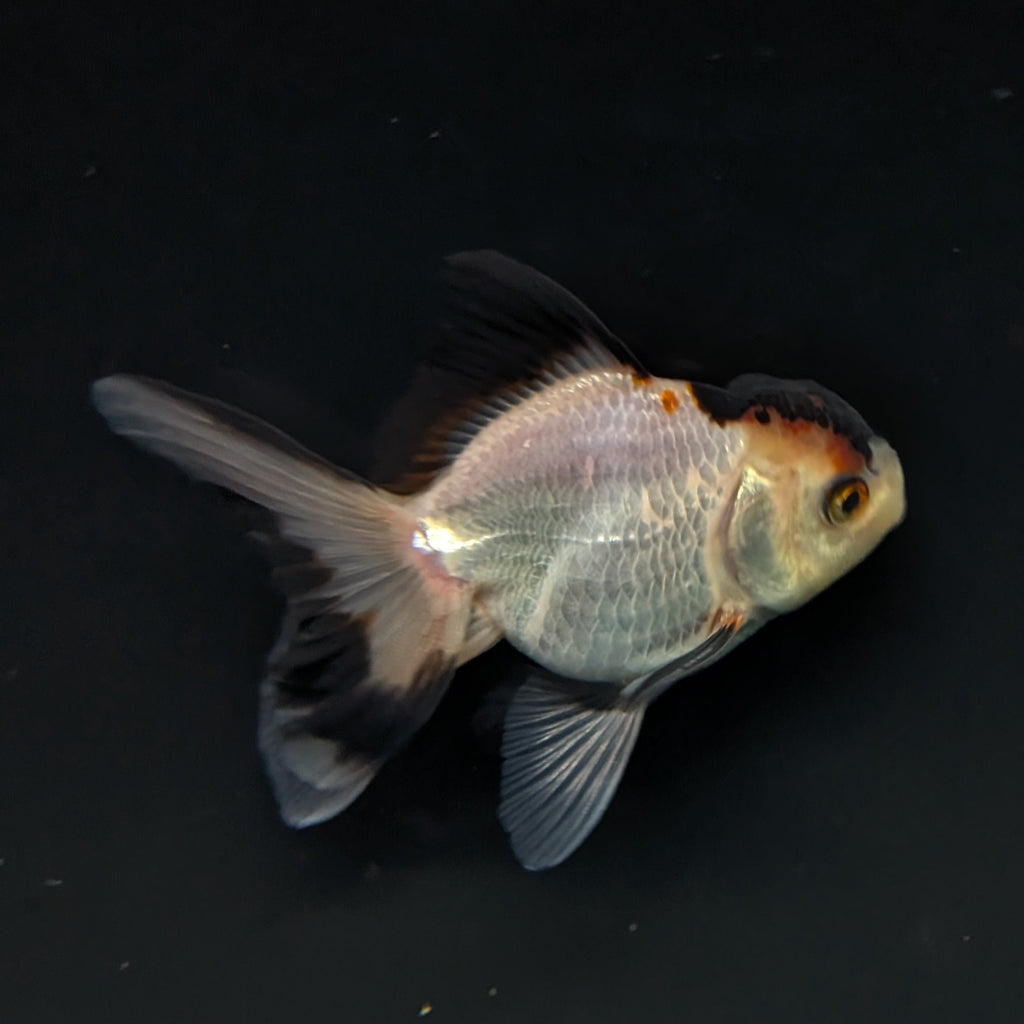 Thai Juvenile Oranda Tricolor 3"-3.5" in.  ID#717T1A-004