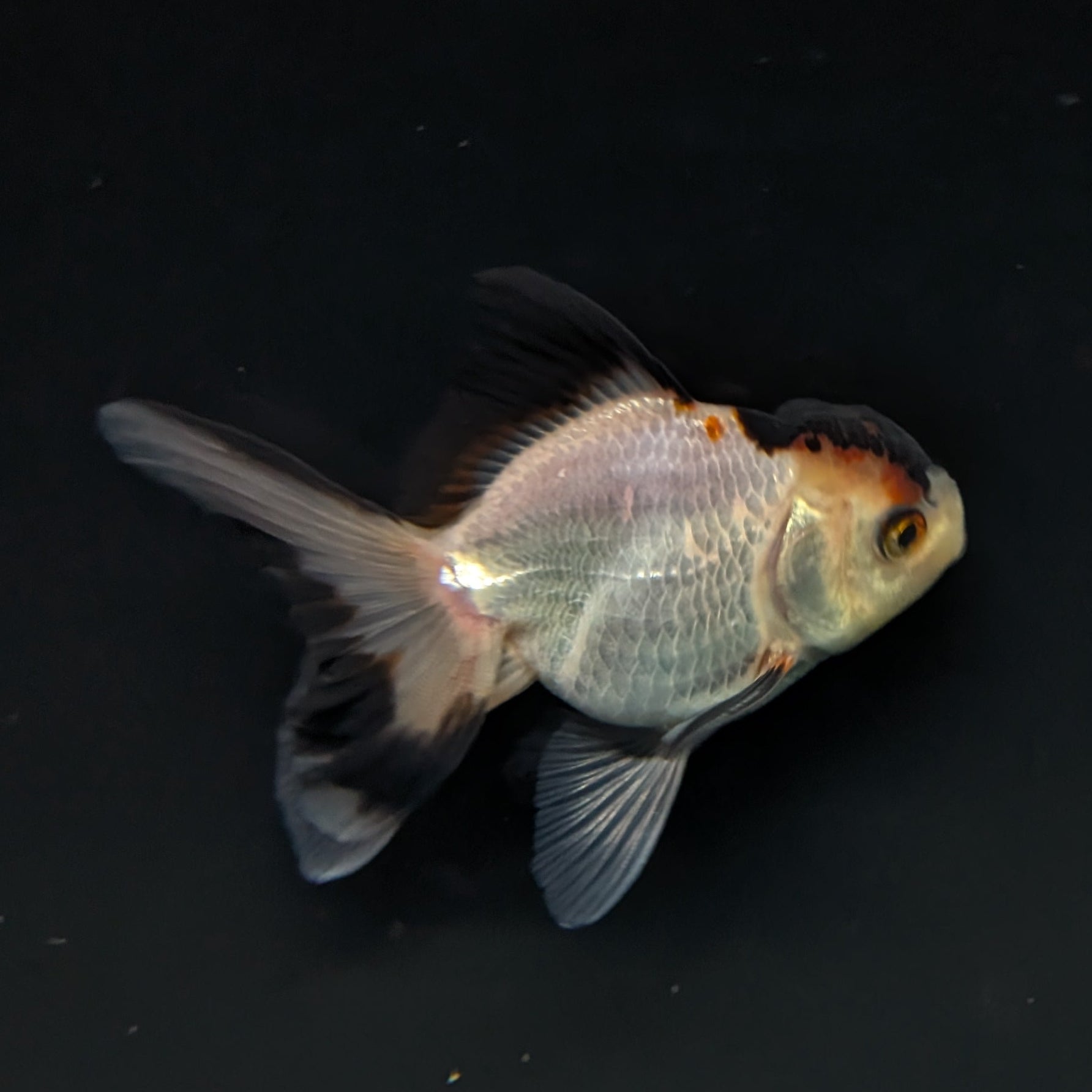 Thai Juvenile Oranda Tricolor 3"-3.5" in.  ID#717T1A-004
