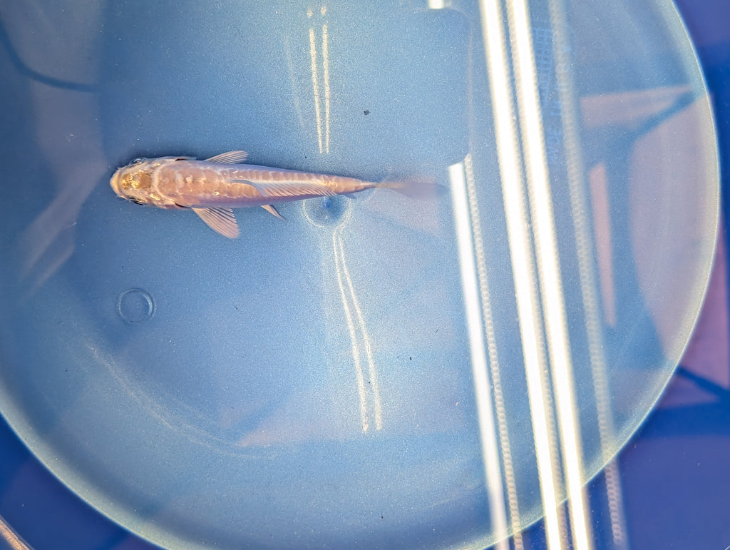 Doitsu Platinum Ogon Koi  4"in. ID#806BFK-018