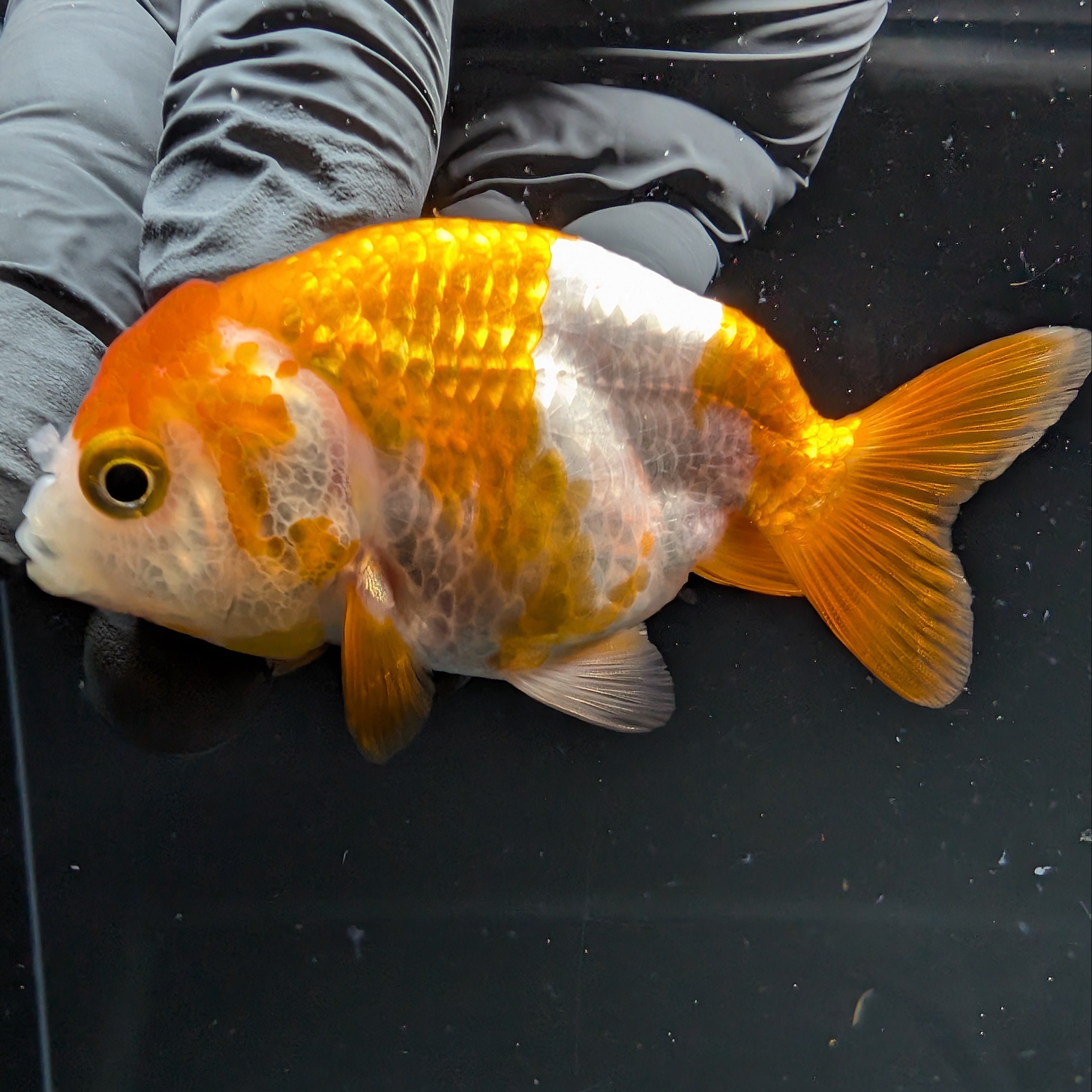 Ranchu Red White 2.5"-3" in. ID#724R4A-025