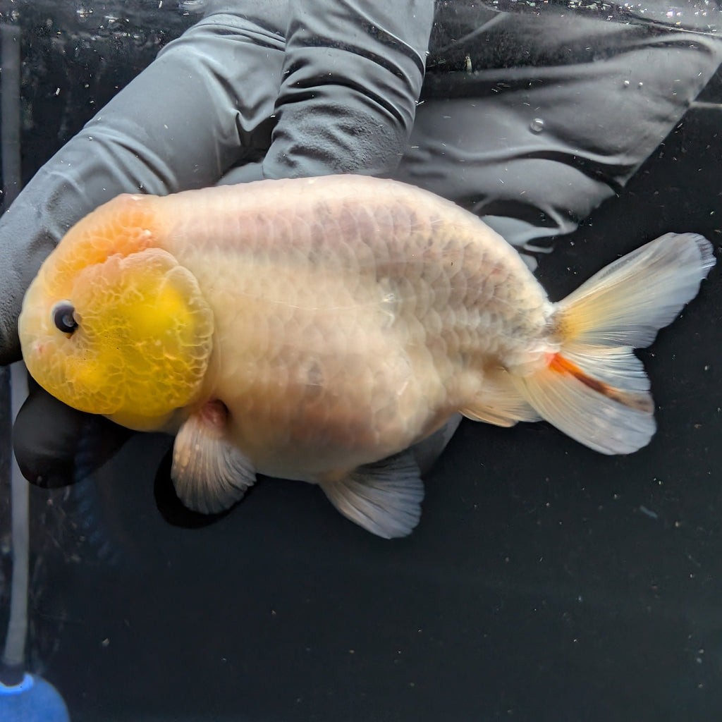 Jumbo Ranchu Calico 4"-4.5" in. ID#5153B-013