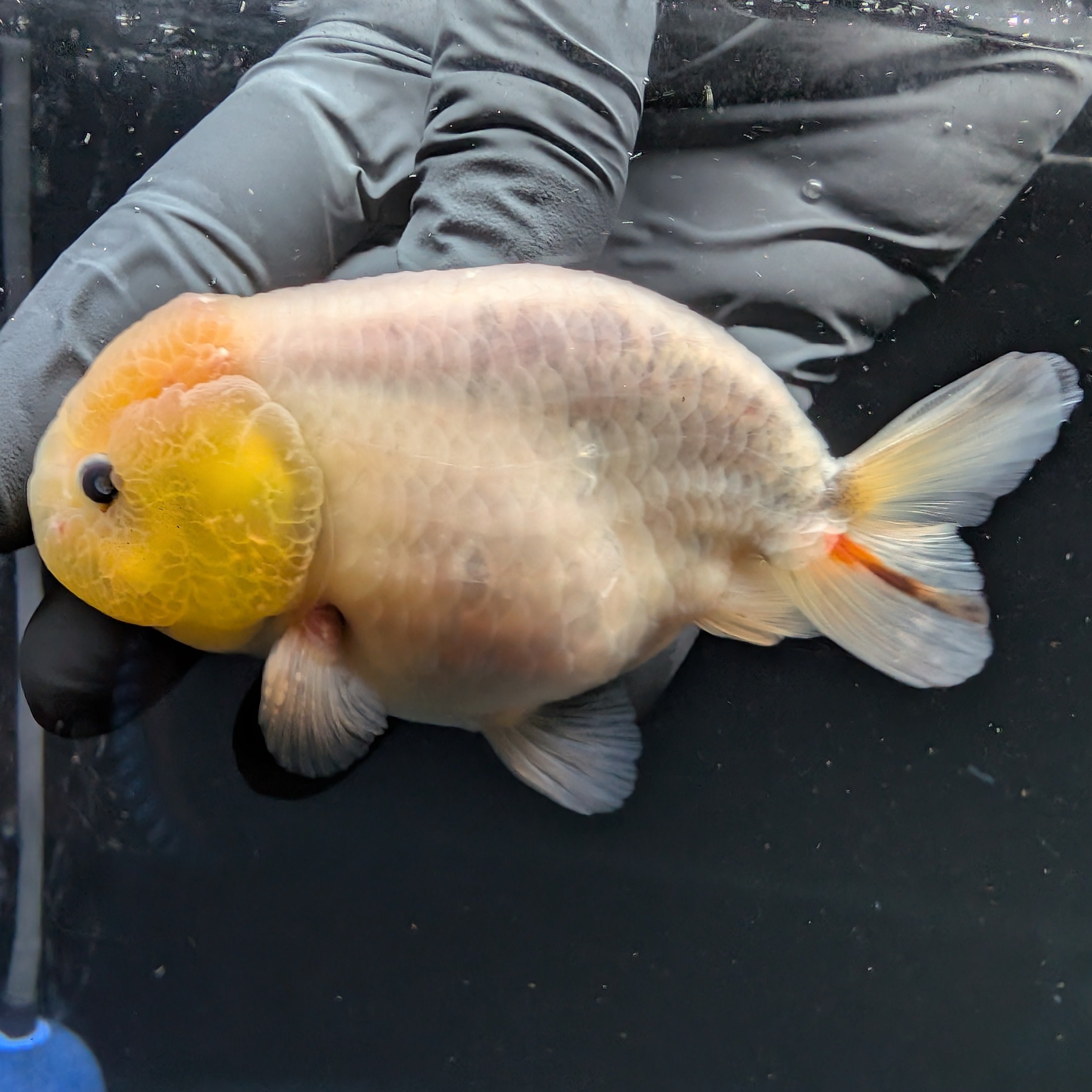 Jumbo Ranchu Calico 4"-4.5" in. ID#5153B-013