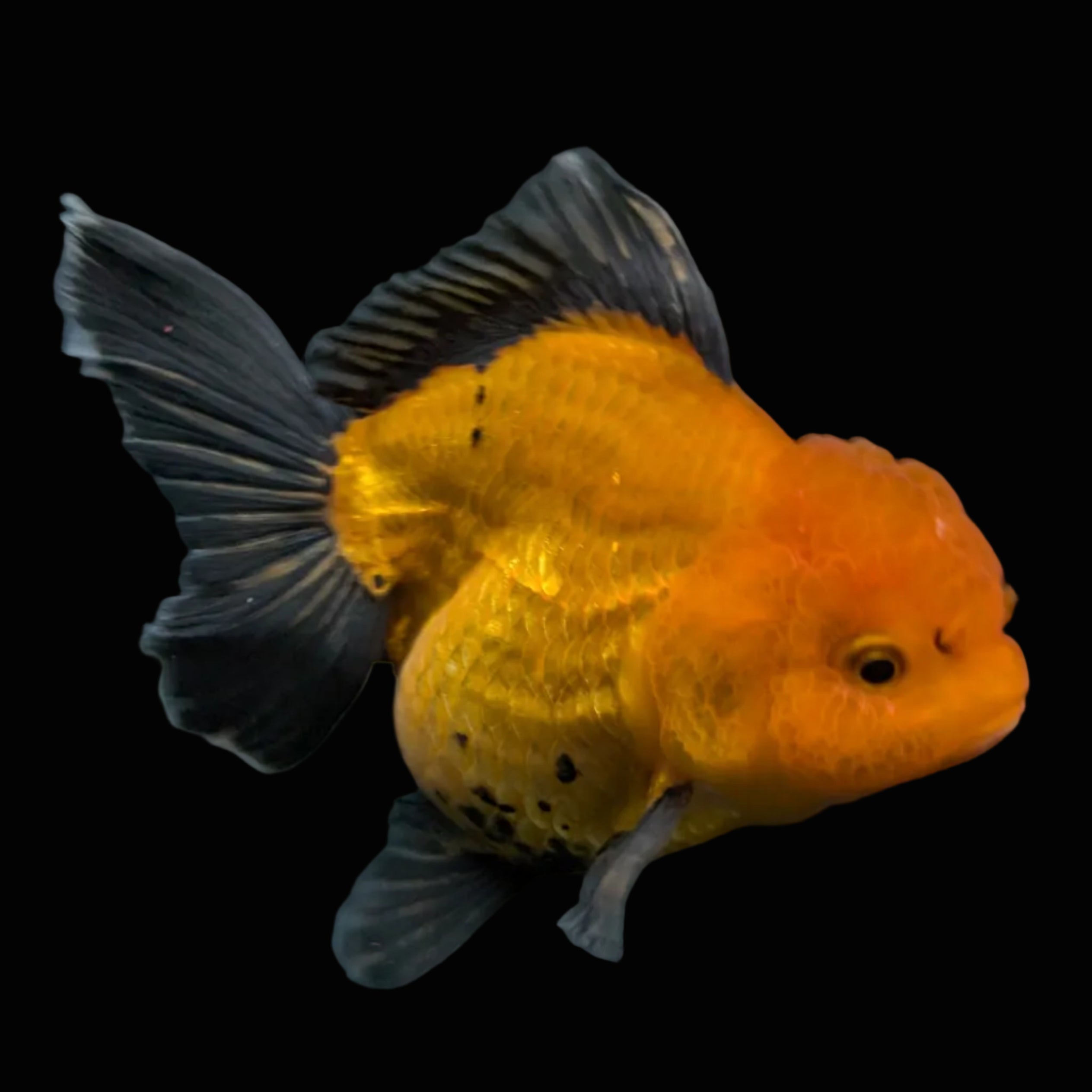 Thai Oranda Red Black  4.5"-5"  ID#718T5B-005