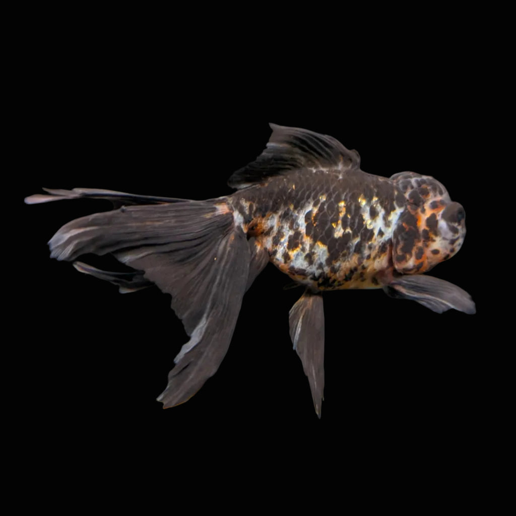 Calico Oranda 4.5"-5"in. ID#911LB2A-001