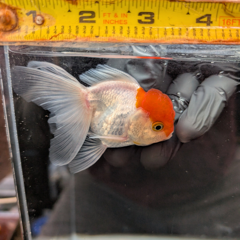 TOAD *Boss 415  Juvenile Oranda Red Cap 3.5"-4" in.  ID#410T8A-020