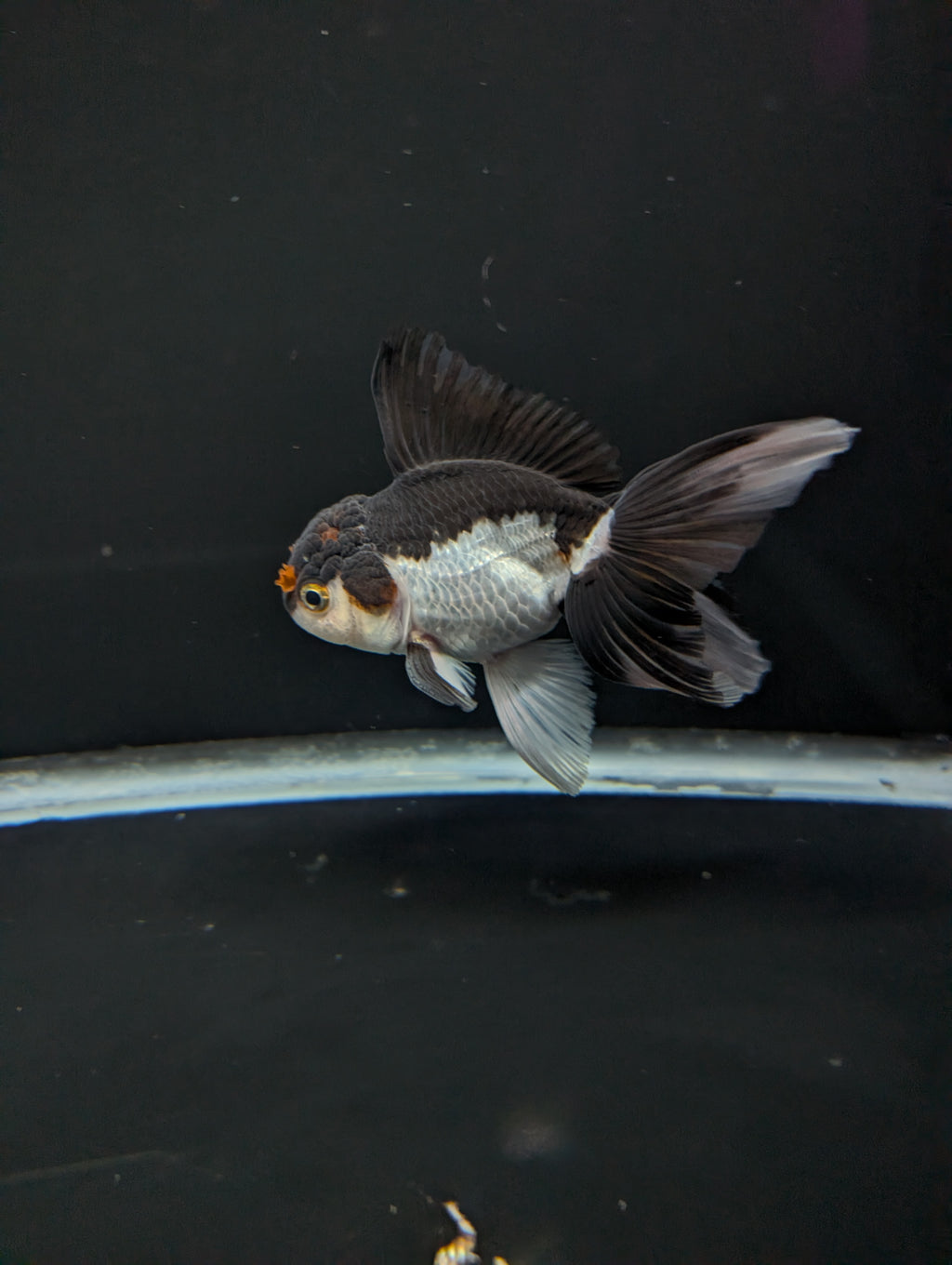 Thai Oranda Panda Tricolor 4"-4.5"in.  ID#1023T1A-026