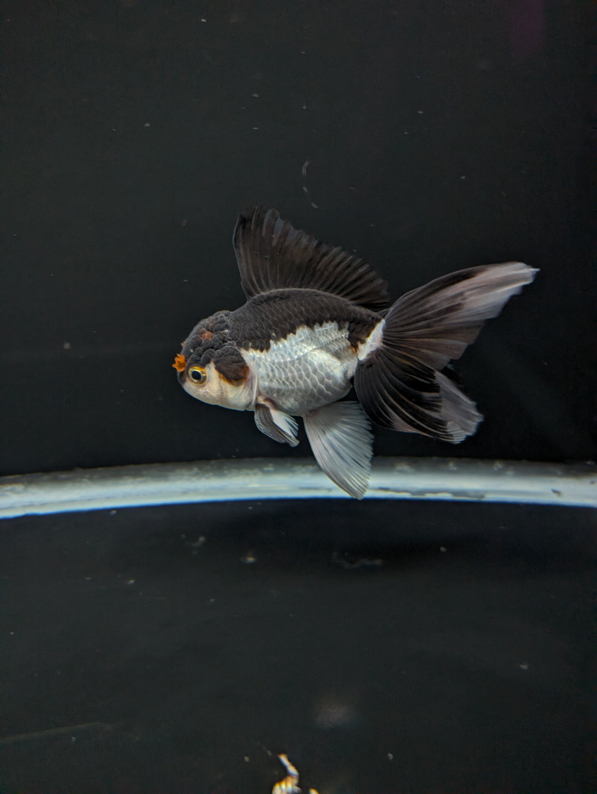 Thai Oranda Panda Tricolor 4"-4.5"in.  ID#1023T1A-026