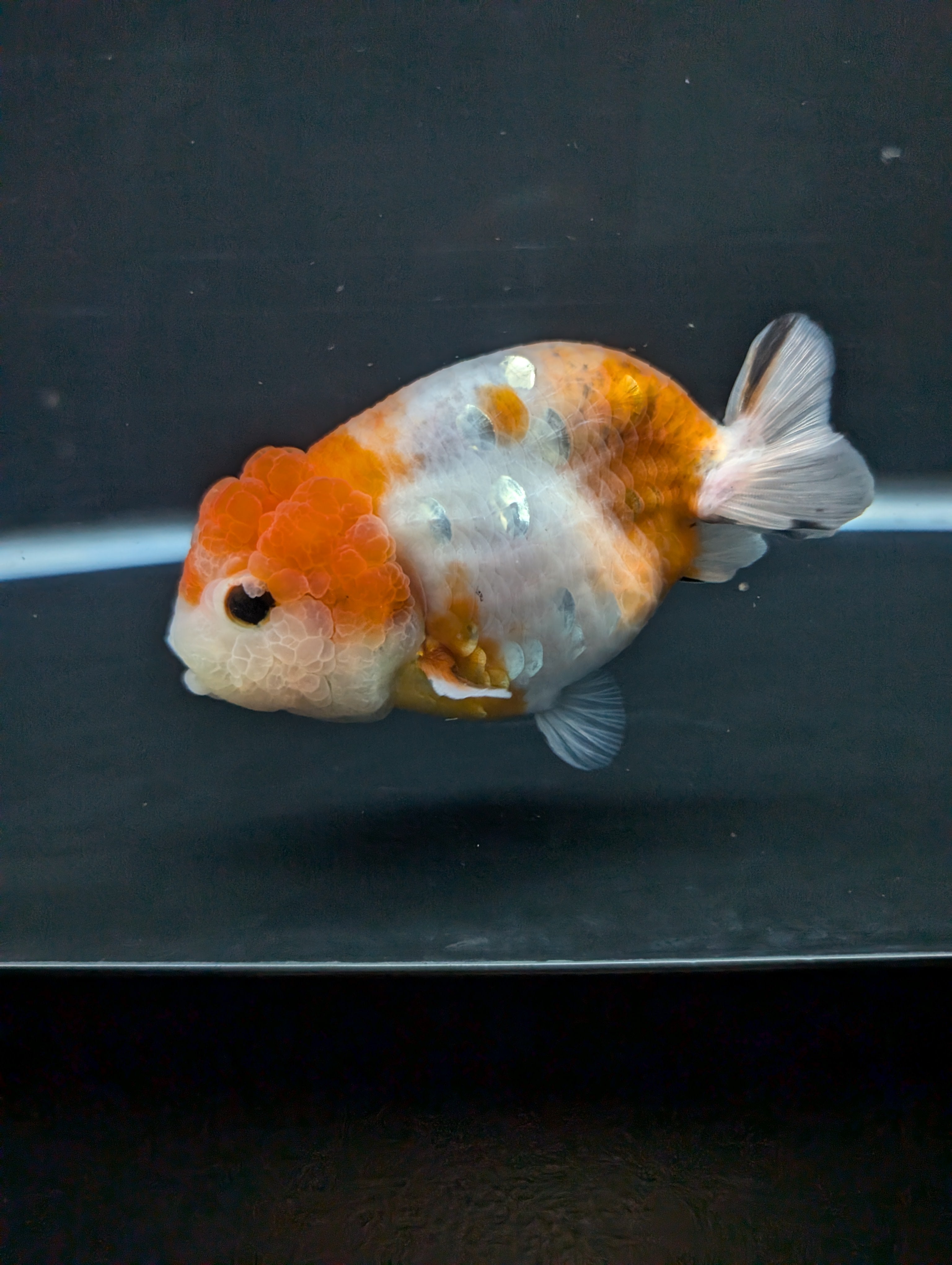 Jumbo Ranchu Sakura 4.5"-5" in. ID#828R8A-054