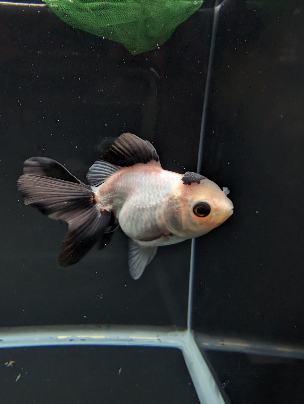 Juvenile Oranda Panda  3.5"-4" in.  ID#501T2A-013