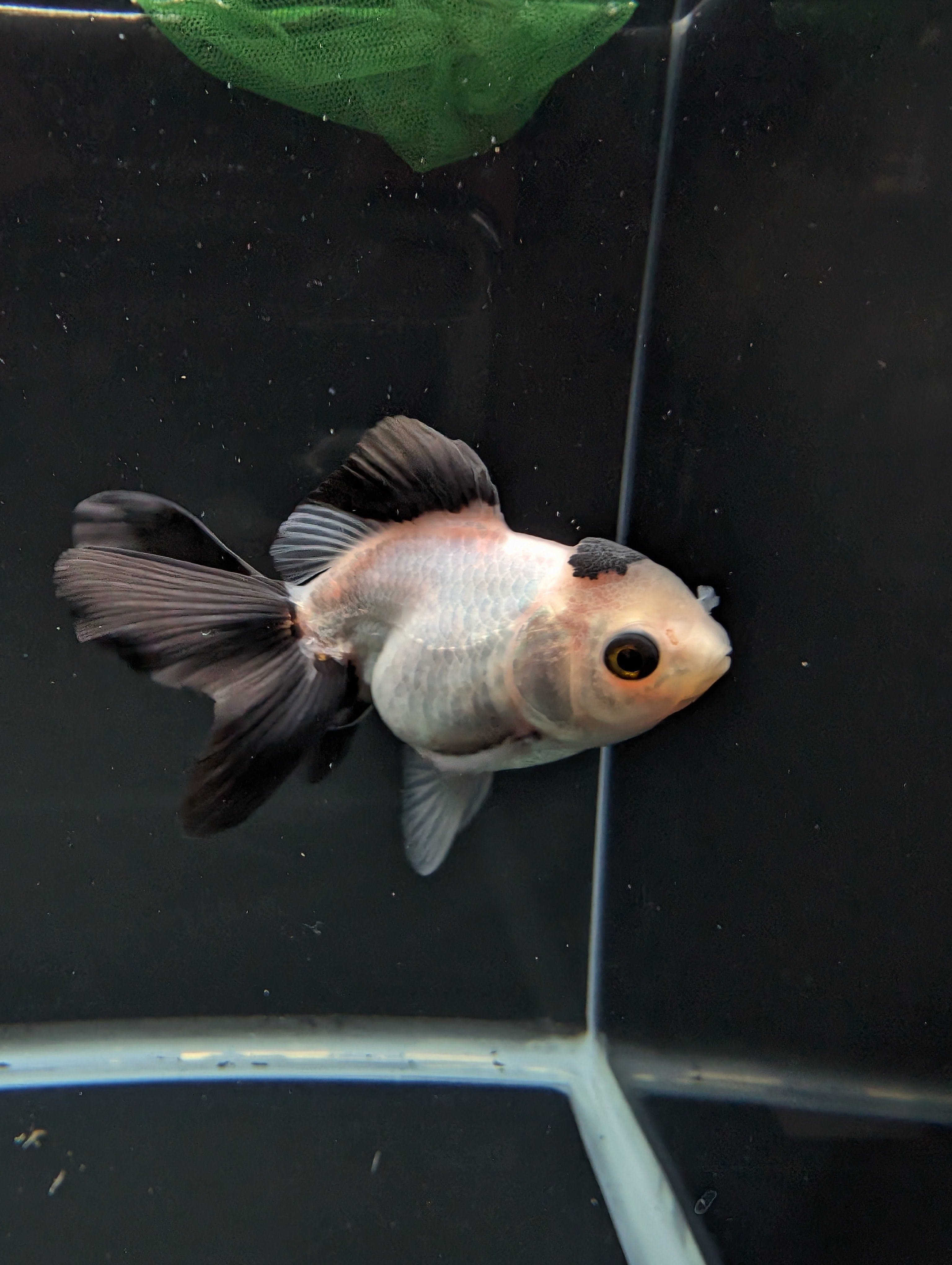 Juvenile Oranda Panda  3.5"-4" in.  ID#501T2A-013