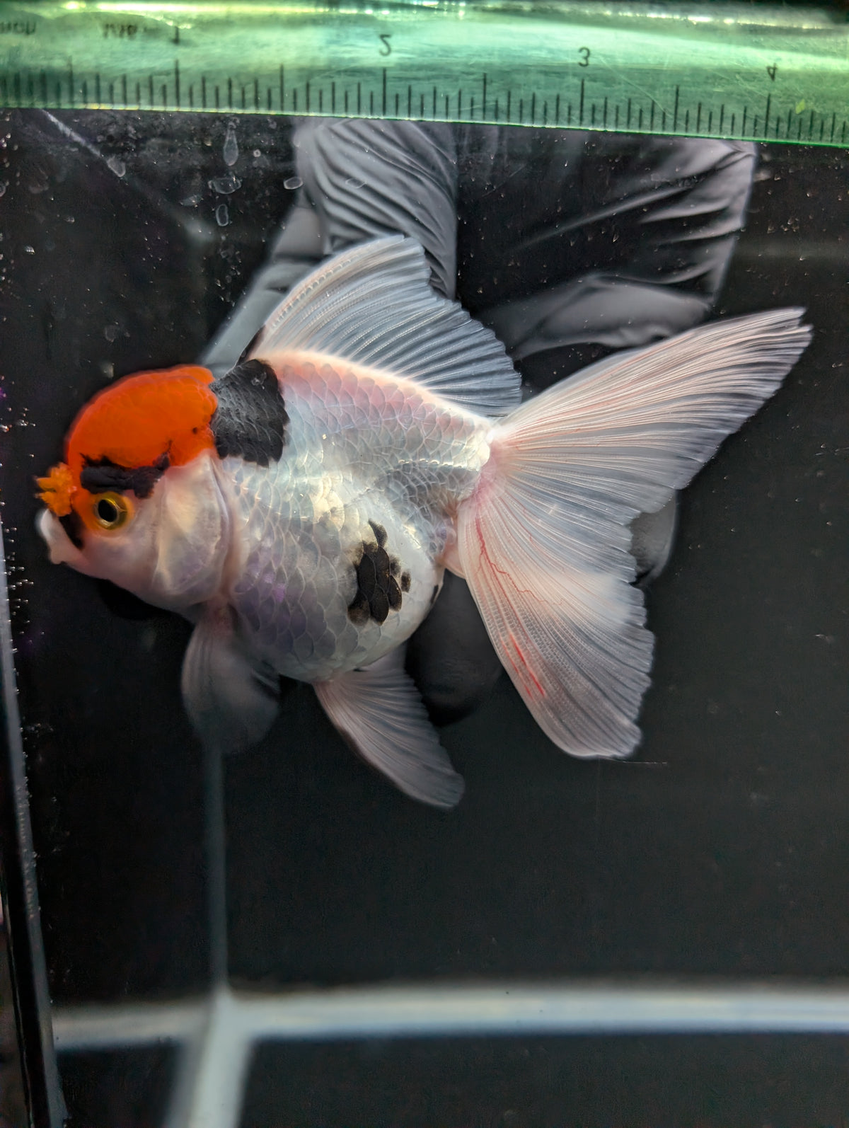 Thai Oranda Tricolor 4"-4.5"in.  ID#1016T1A-006