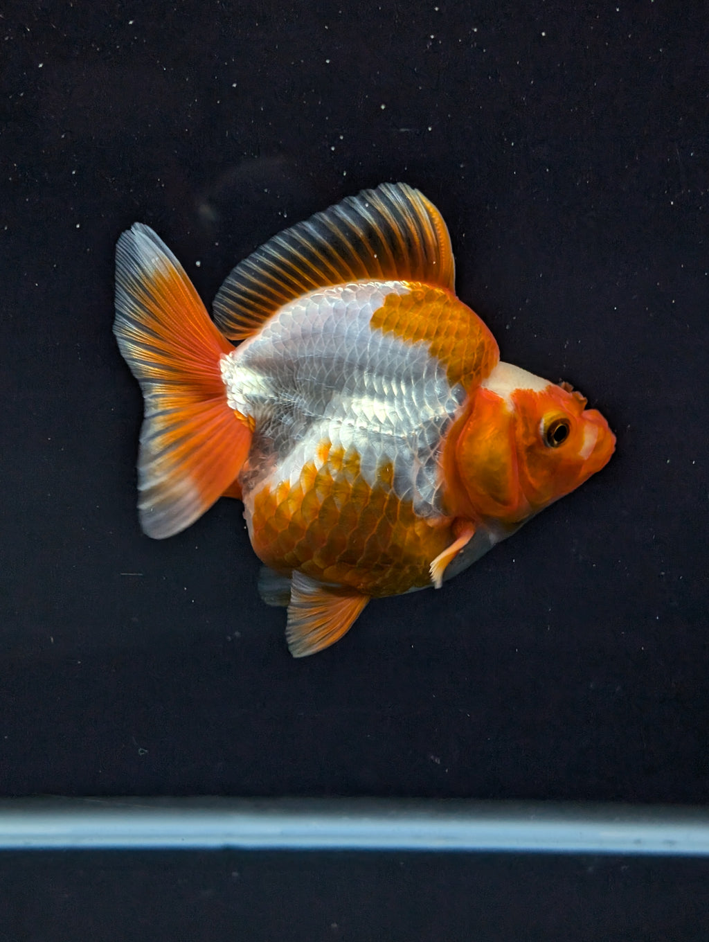 Jumbo Ryukin Short Tail Red White 4.5" in. ID#828STR5B-003