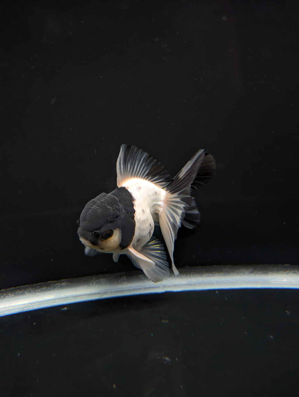 Thai Oranda Panda 4"-4.5"in.  ID#1023T1A-022