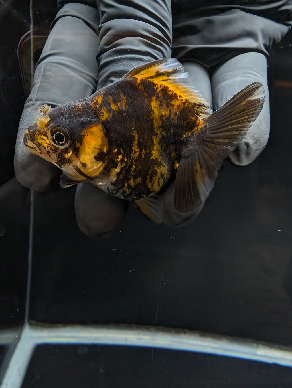 Baby Thai Shogun Oranda Tiger Calico 2"-2.5" in. ID#1023BSG11A-024