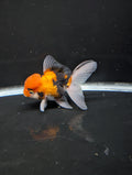 Thai Oranda Tricolor 4"-4.5"in.  ID#1023T1A-025